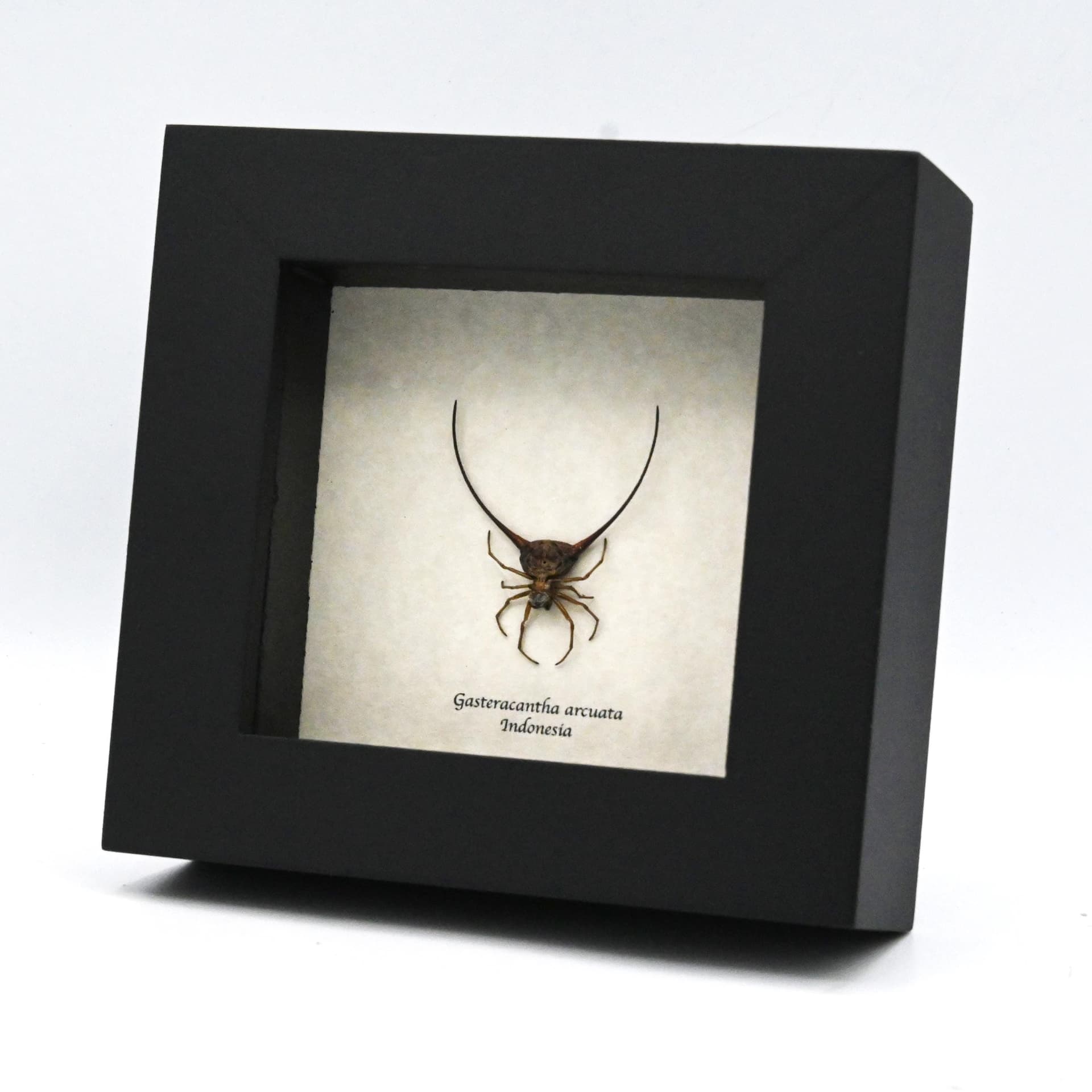 Real Orb Weaver Spider framed - Gasteracantha arcuata