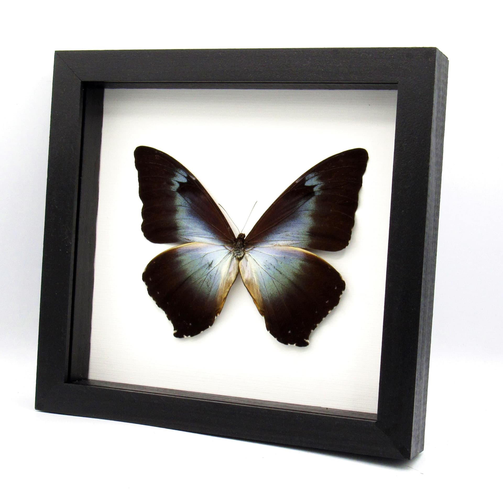 Real XL framed Blue Morpho butterfly taxidermy - Morpho cisseis gahua