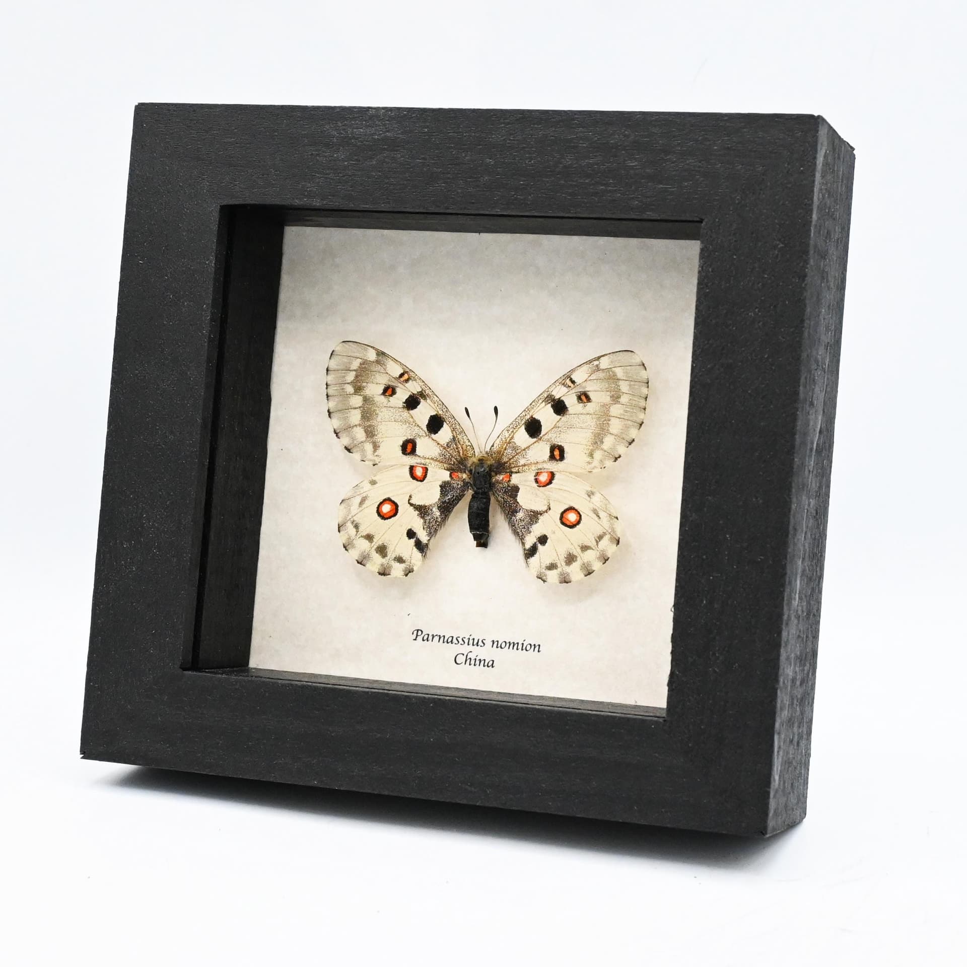 Real White Apollo butterfly framed taxidermy - Parnassius nomion