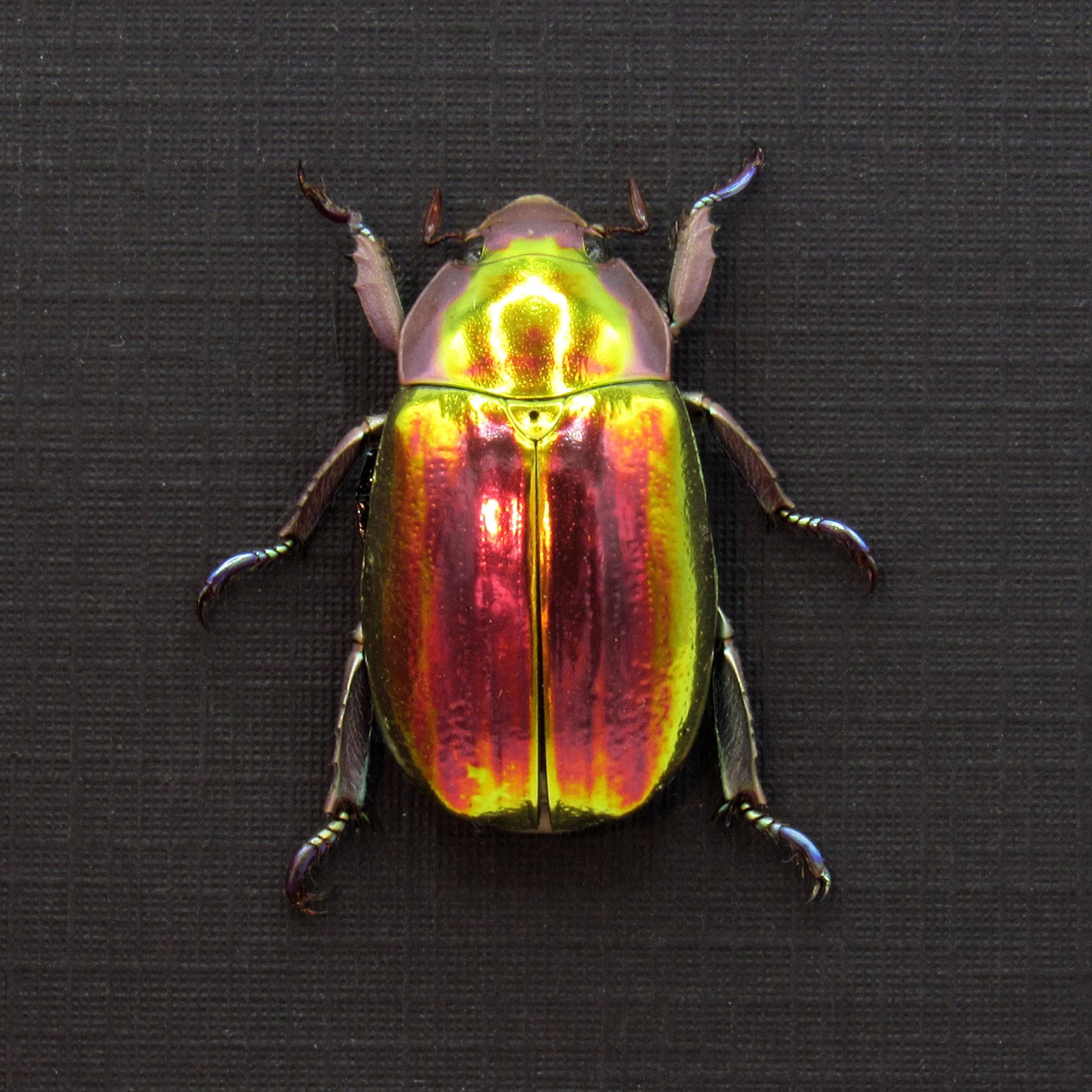 Very rare red and gold Jewel beetle framed taxidermy - Chrysina aurigans - red/gold form