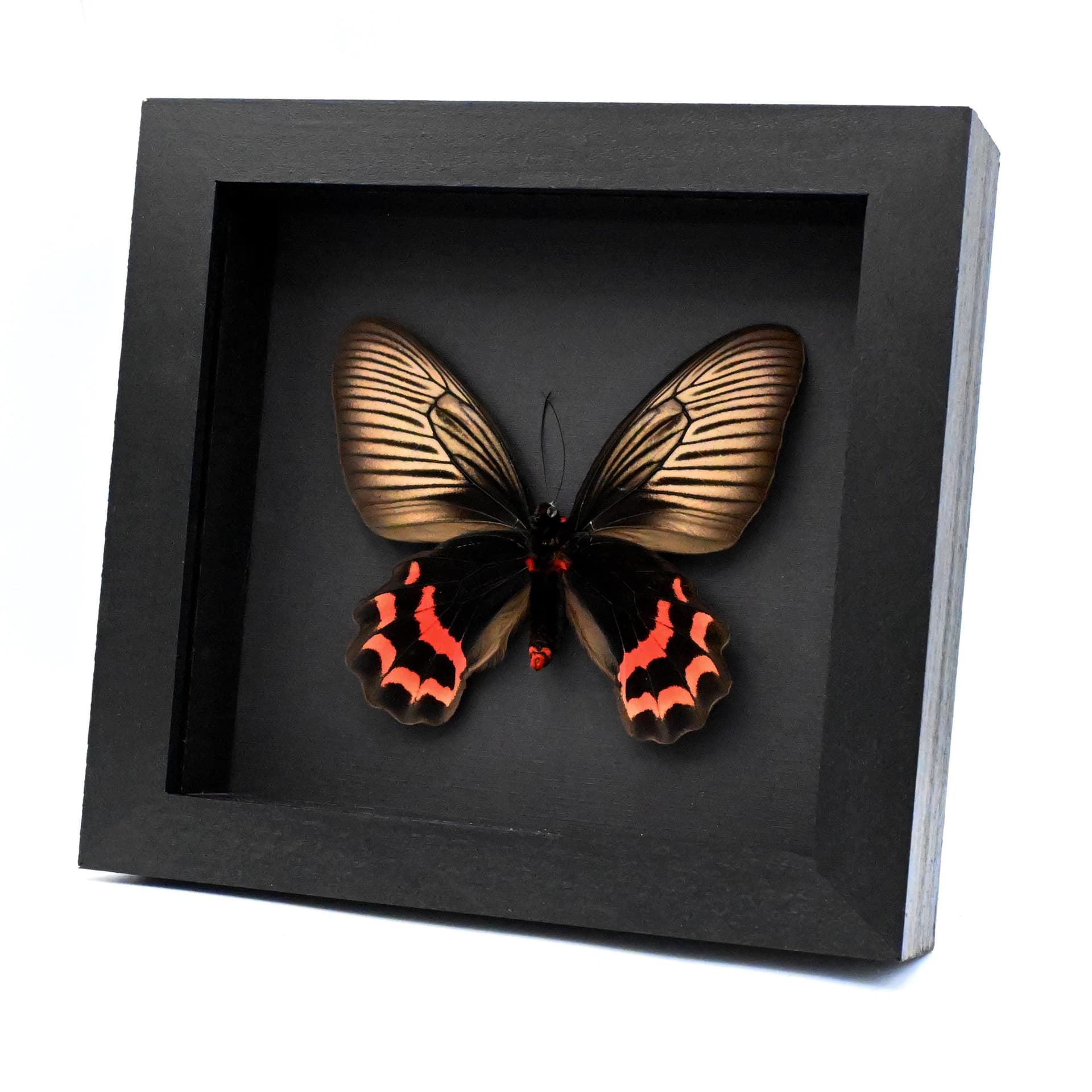 Rare Batwing butterfly framed taxidermy - Atrophaneura dixoni - large female