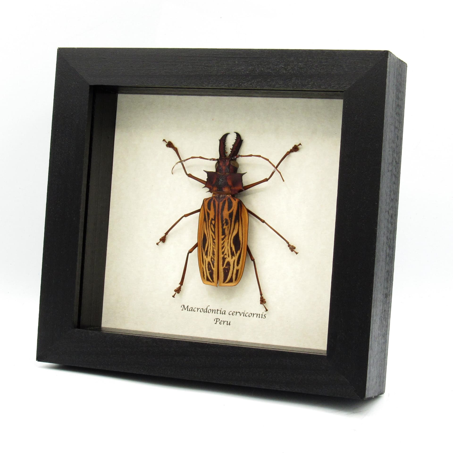 Real large beetle framed taxidermy - Macrodontia cervicornis