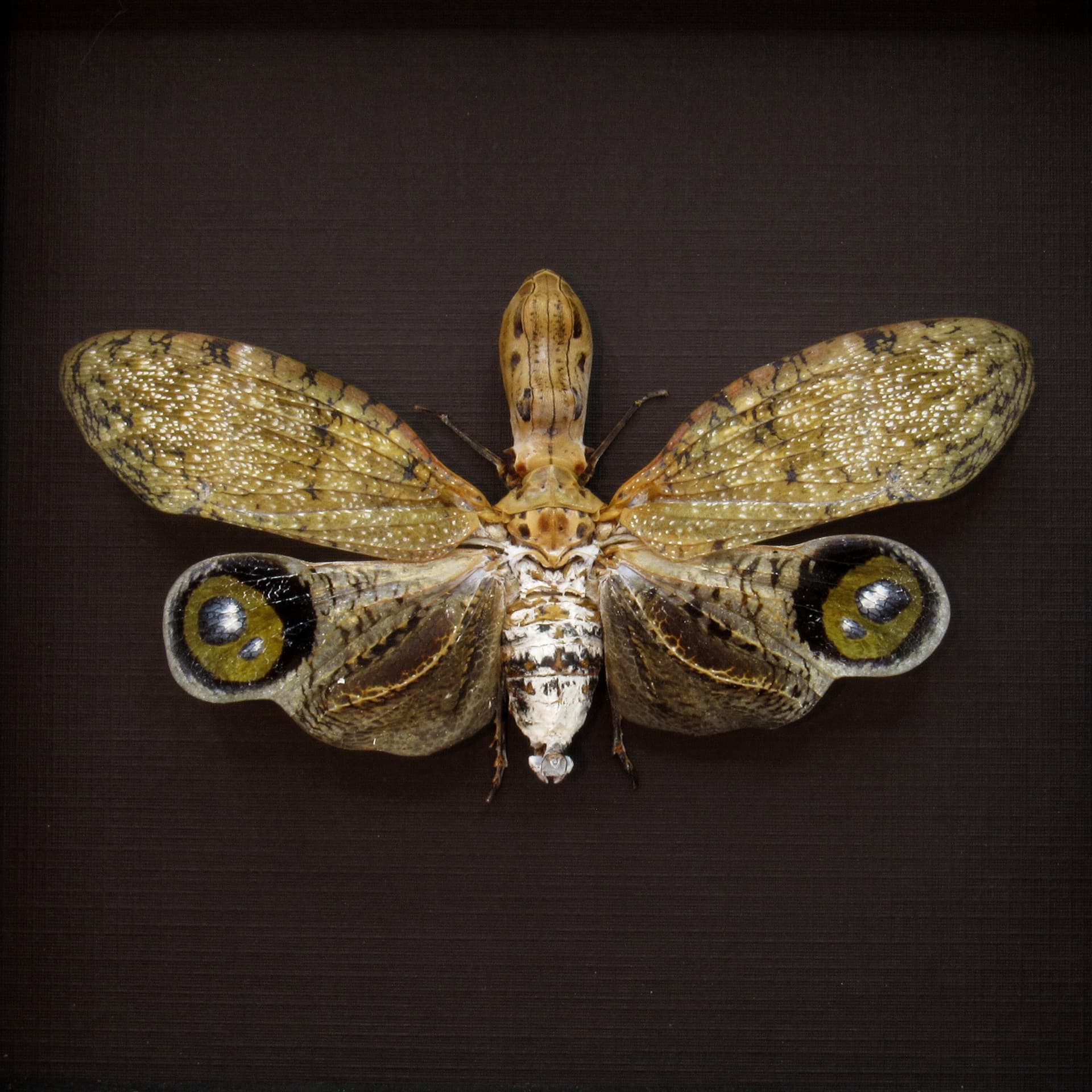 Very large Peanut Head Lanternfly - Fulgora laternaria - XL female