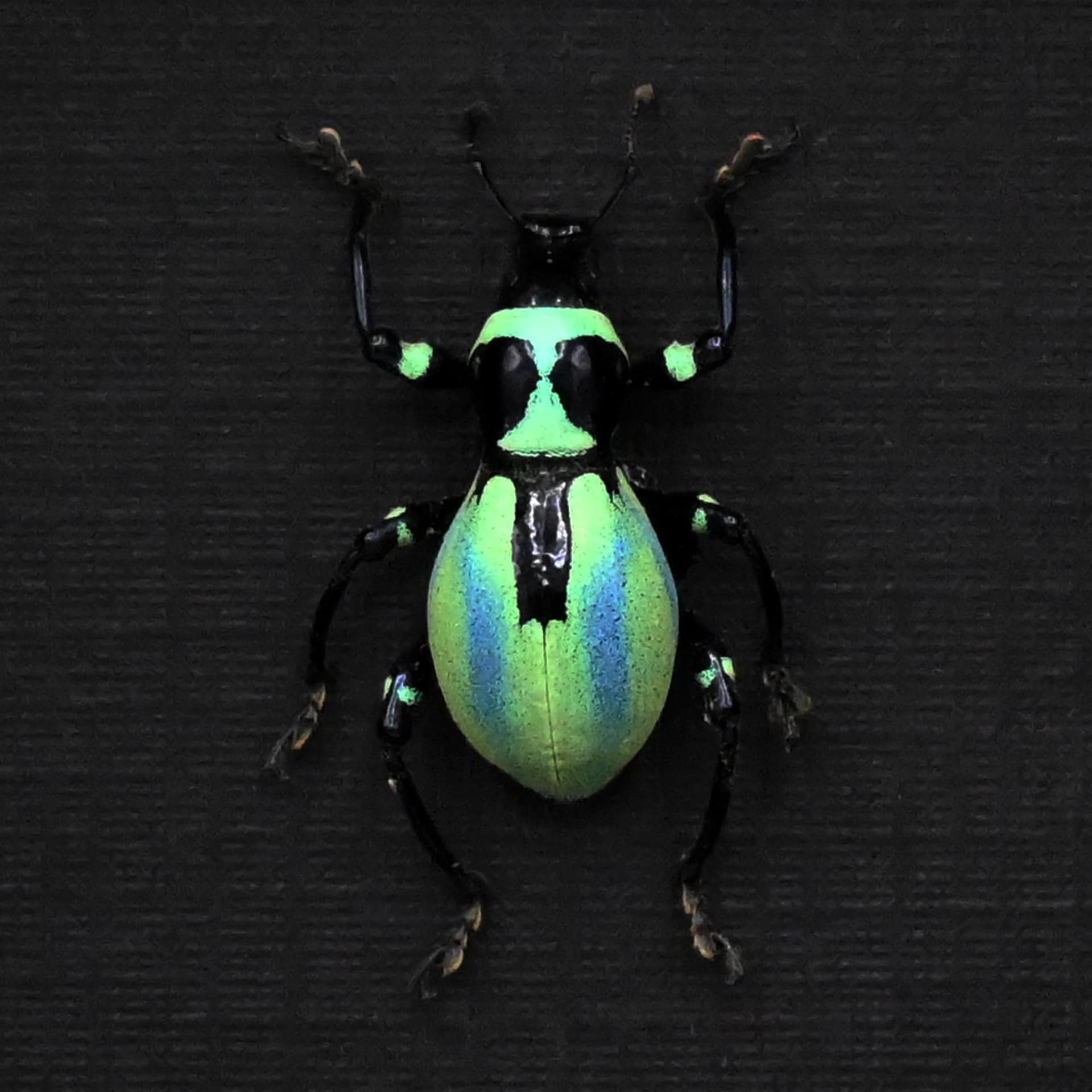 Very rare real weevil beetle framed specimen - Pachyrhynchus coeruleus - striped form
