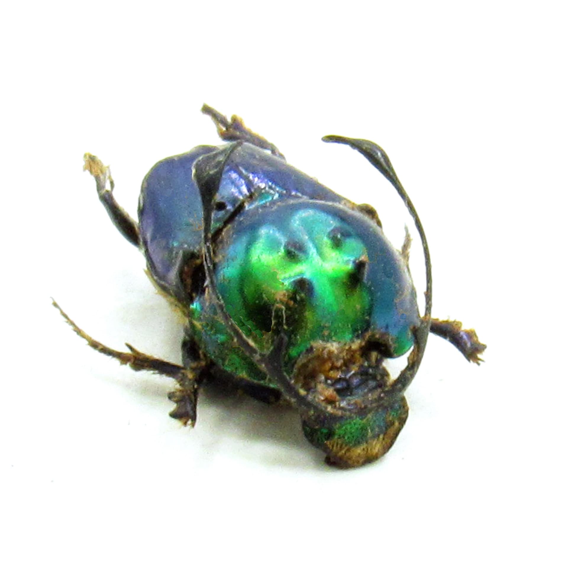 Real green horned dung beetle framed taxidermy - Proagoderus ramosicornis