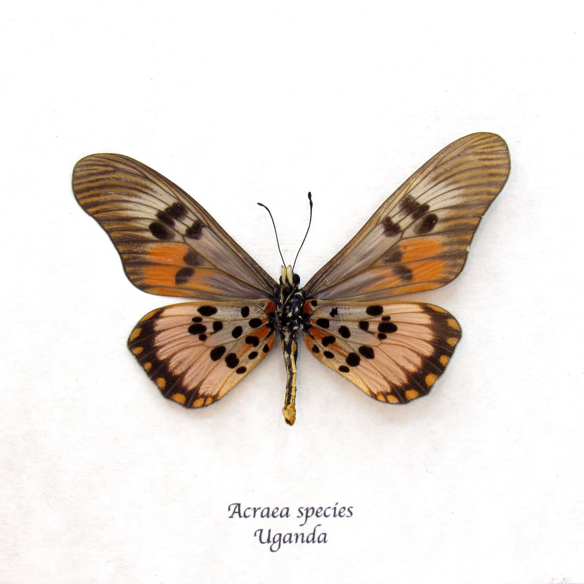 Real pink Acraea butterfly framed taxidermy - Acraea species