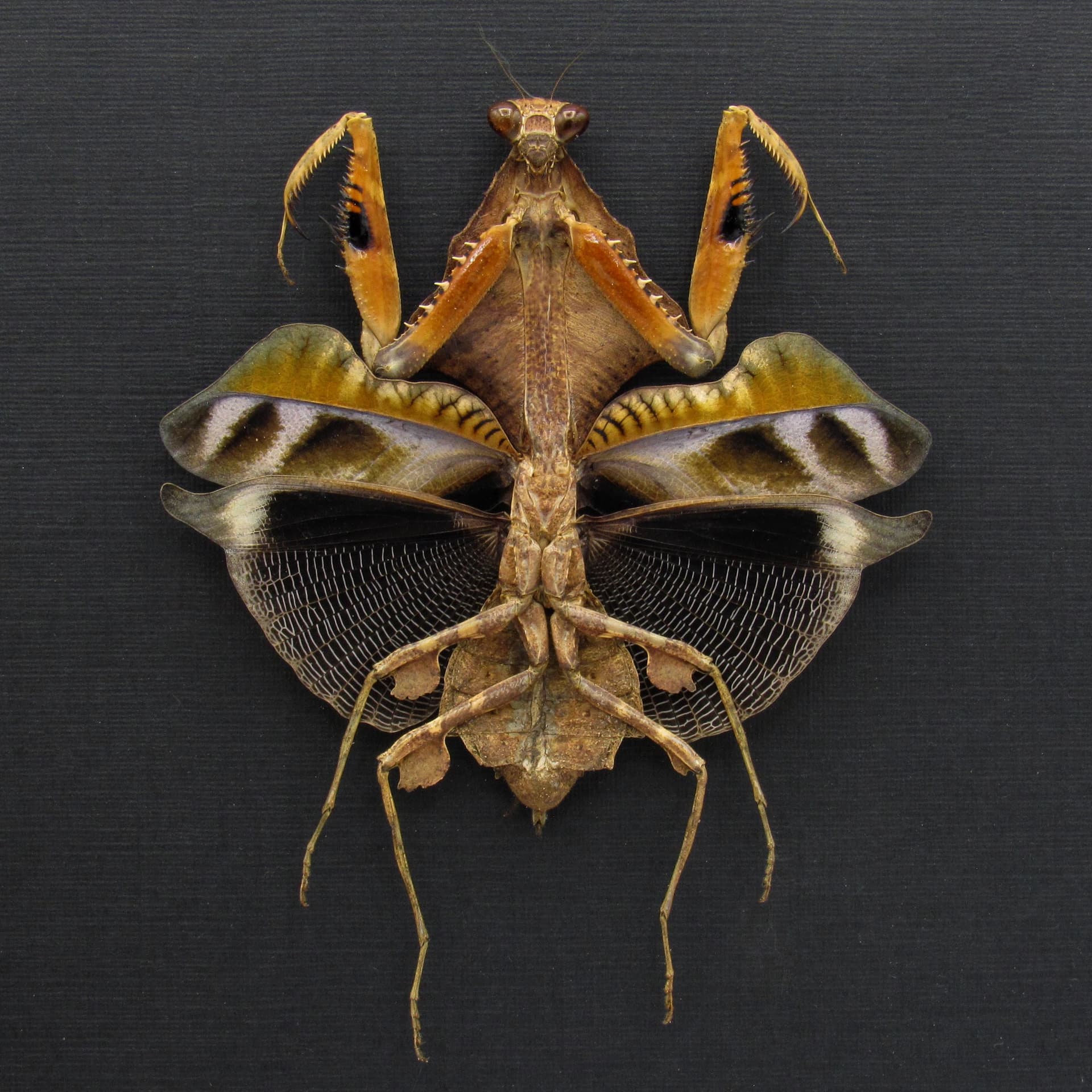 Real framed taxidermy Dead Leaf praying mantis - Deroplatys lobata - female