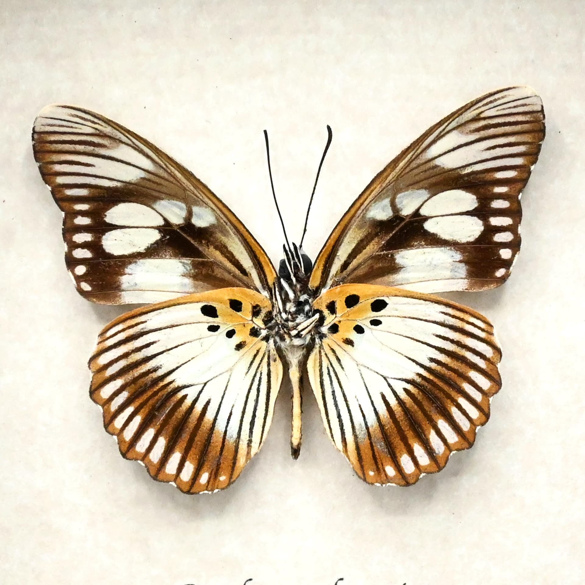 Real pale green butterfly framed taxidermy - Pseudacraea lucretia