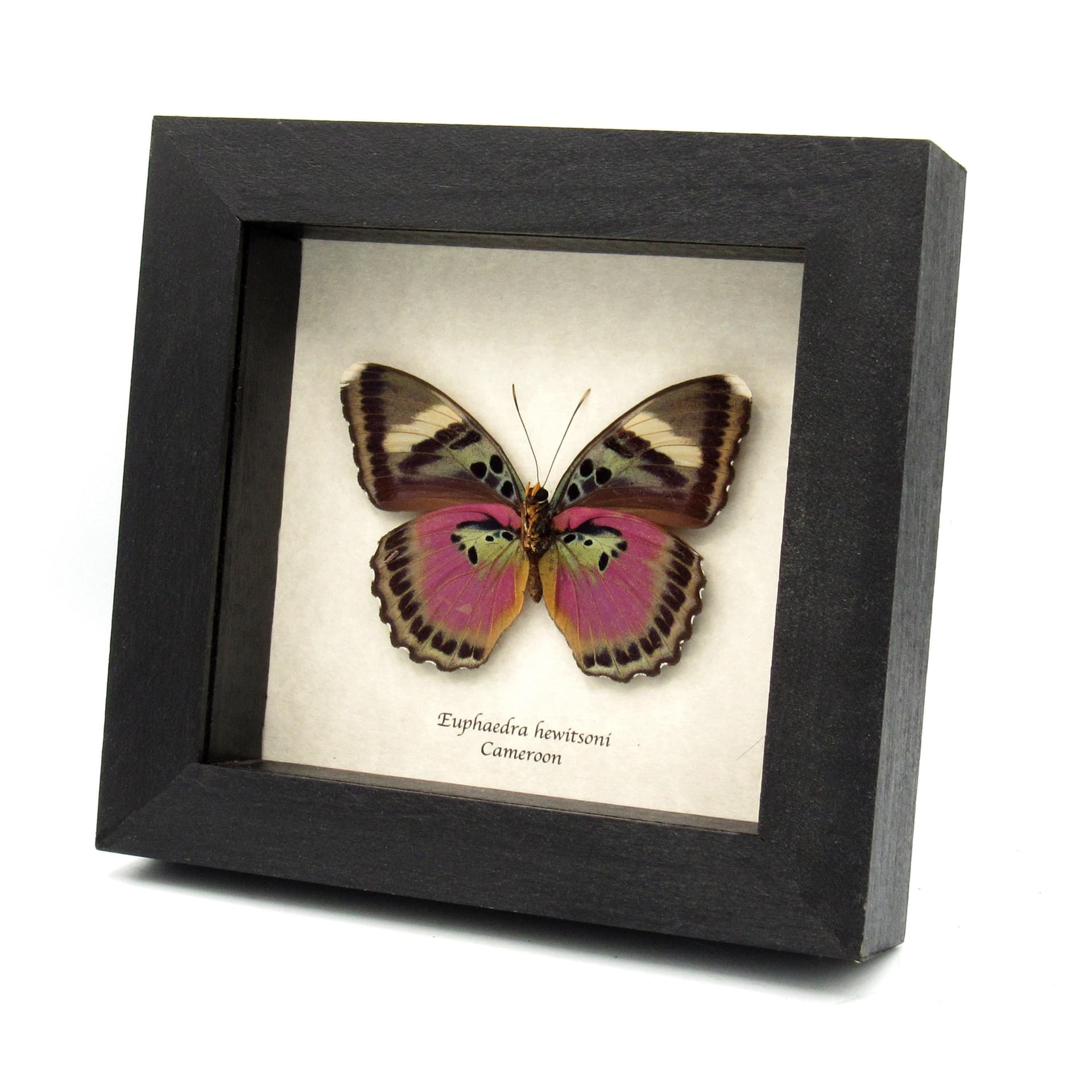 Real fuchsia Forester butterfly framed taxidermy - Euphaedra hewitsoni - large female