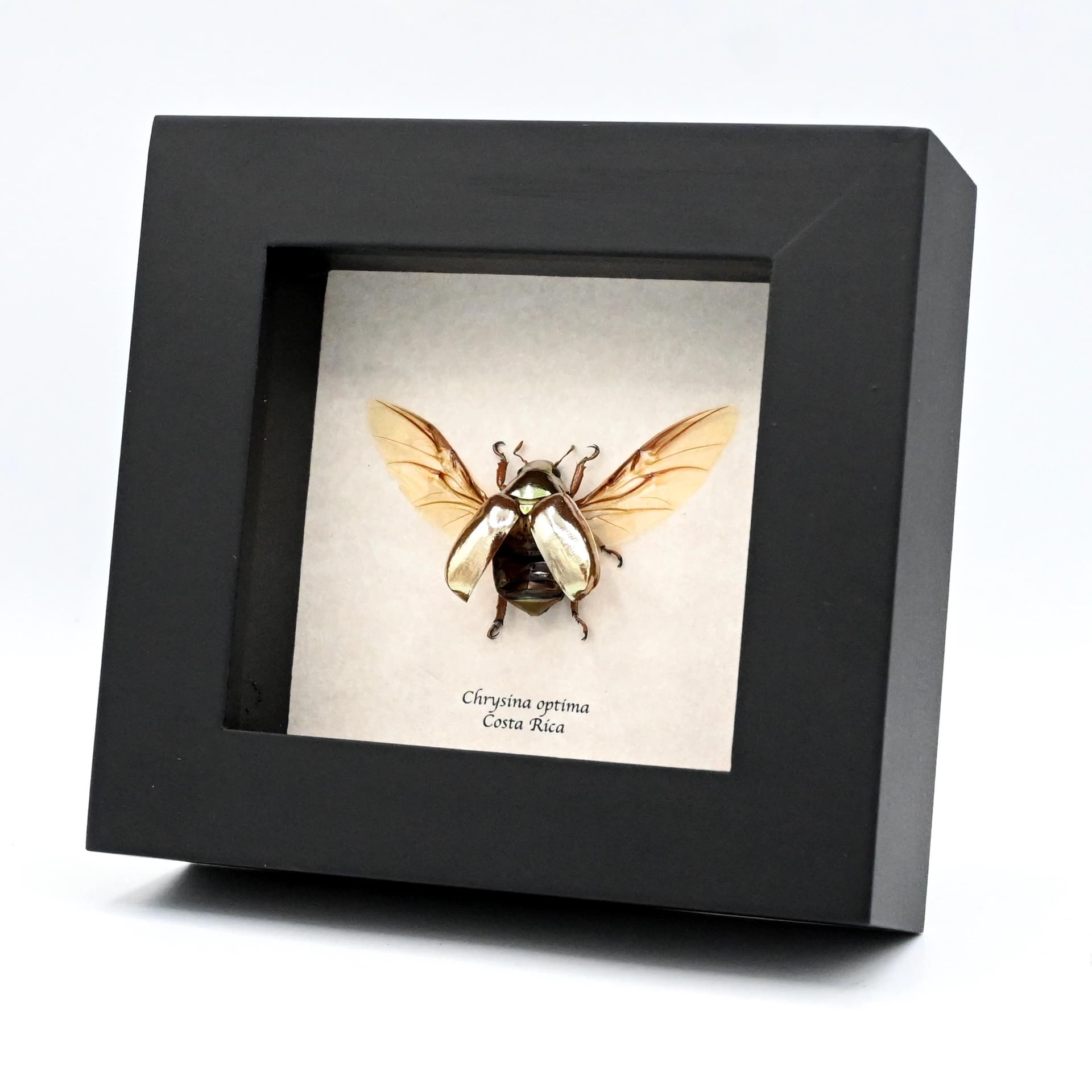 Rare silver Jewel beetle framed taxidermy - Chrysina optima