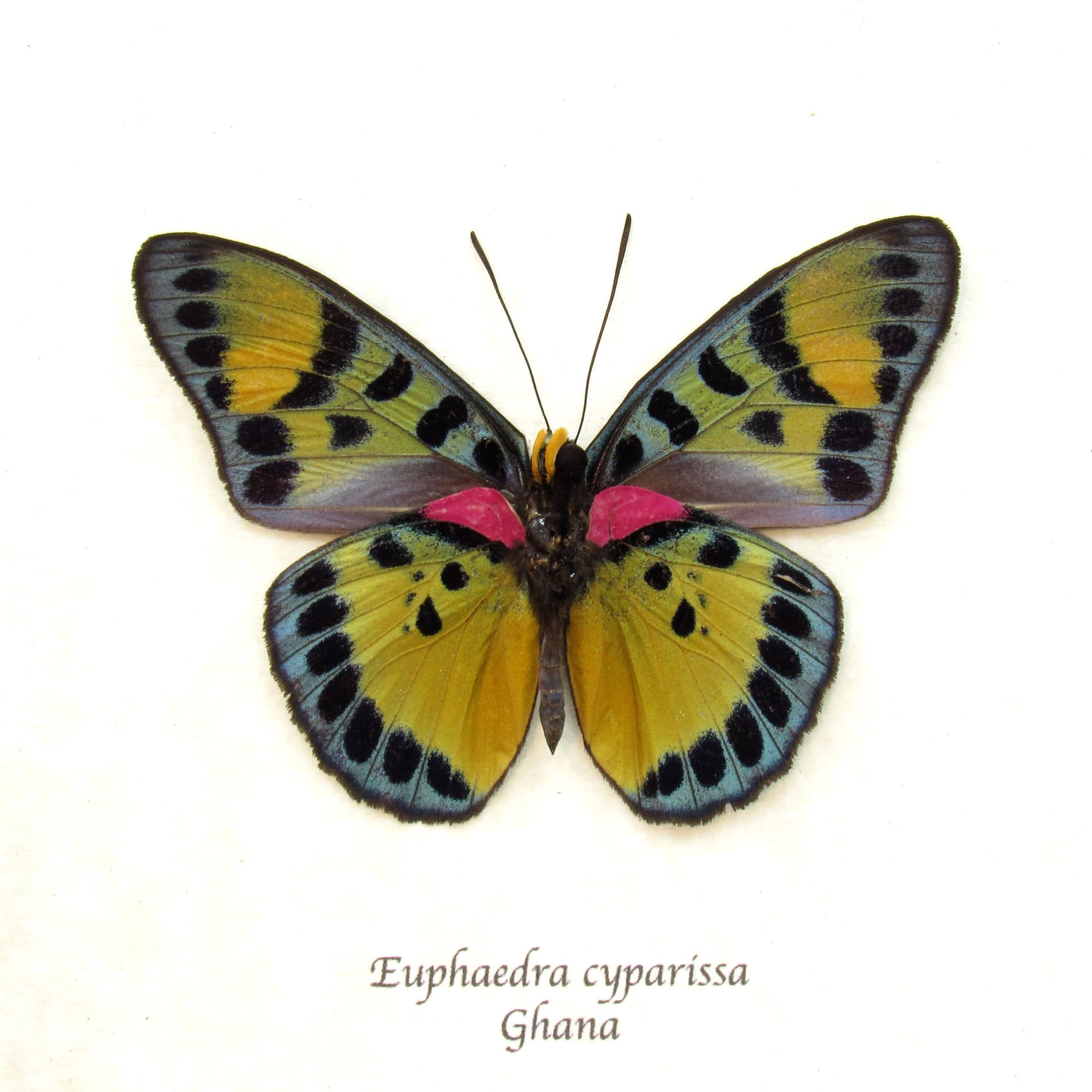 Rare fuchsia True Forester butterfly framed taxidermy - Euphaedra cyparissa