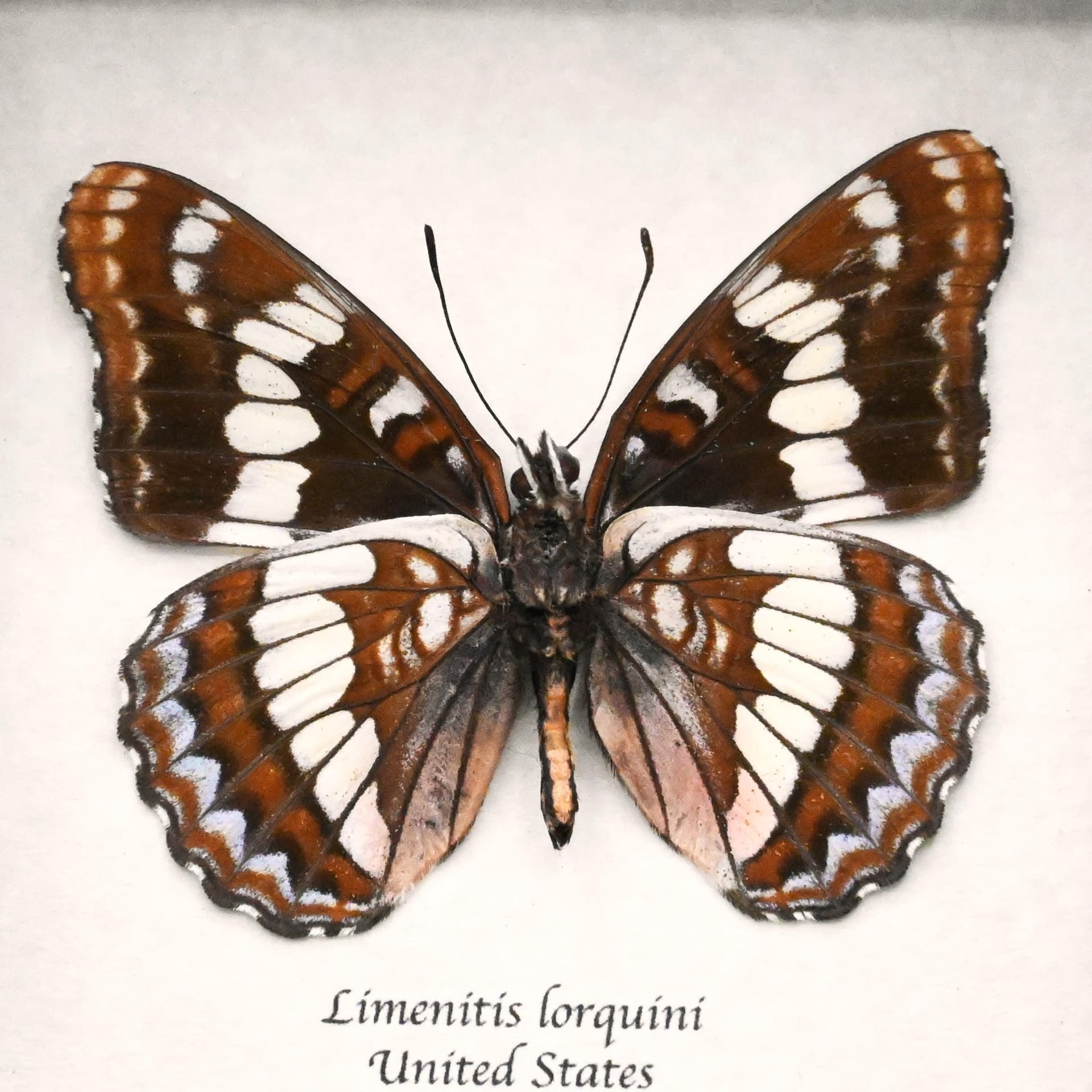 Real Admiral butterfly framed taxidermy - Limenitis lorquini