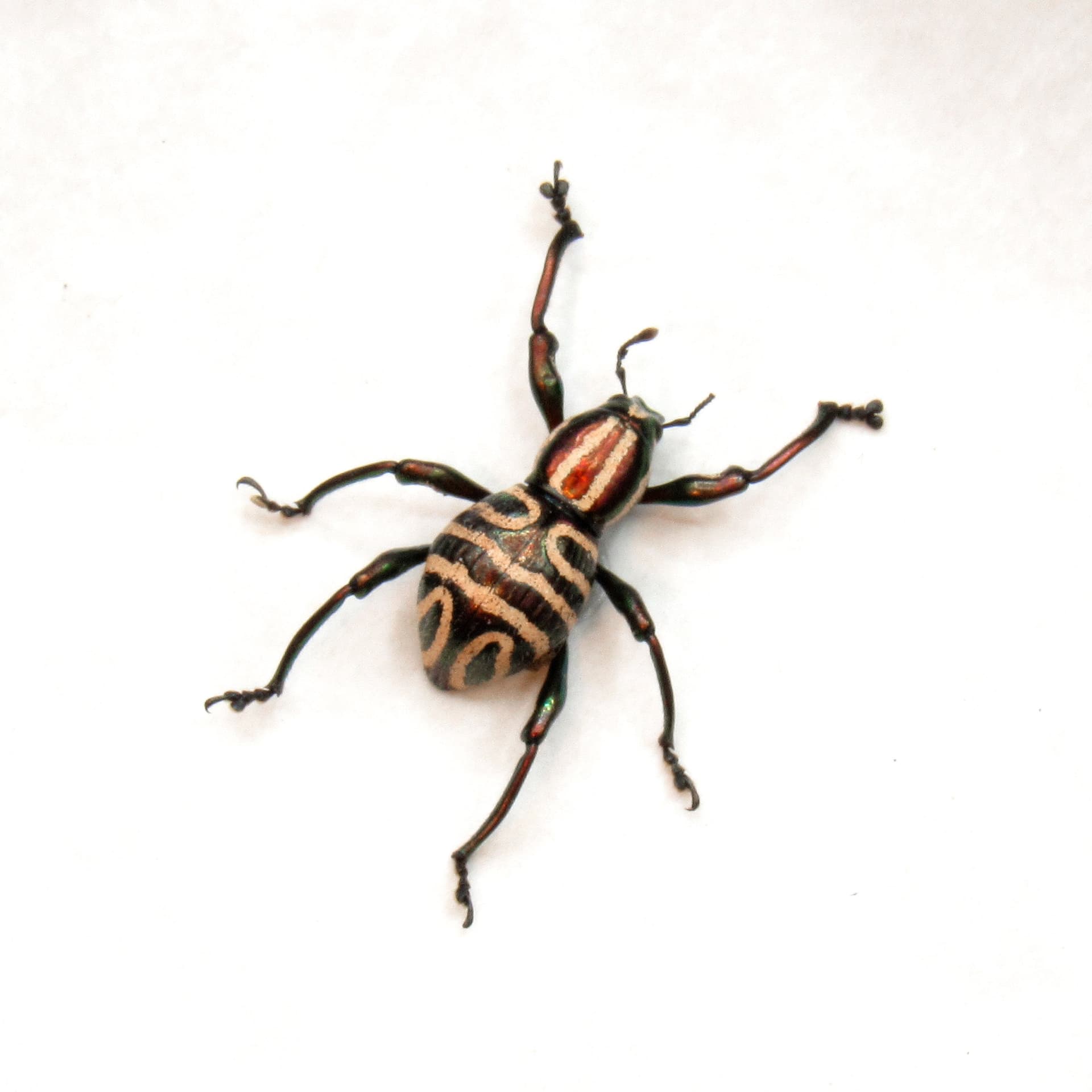 WEEVIL MANIA! Rare red metallic beetle framed taxidermy - Pachyrhynchus speciosus