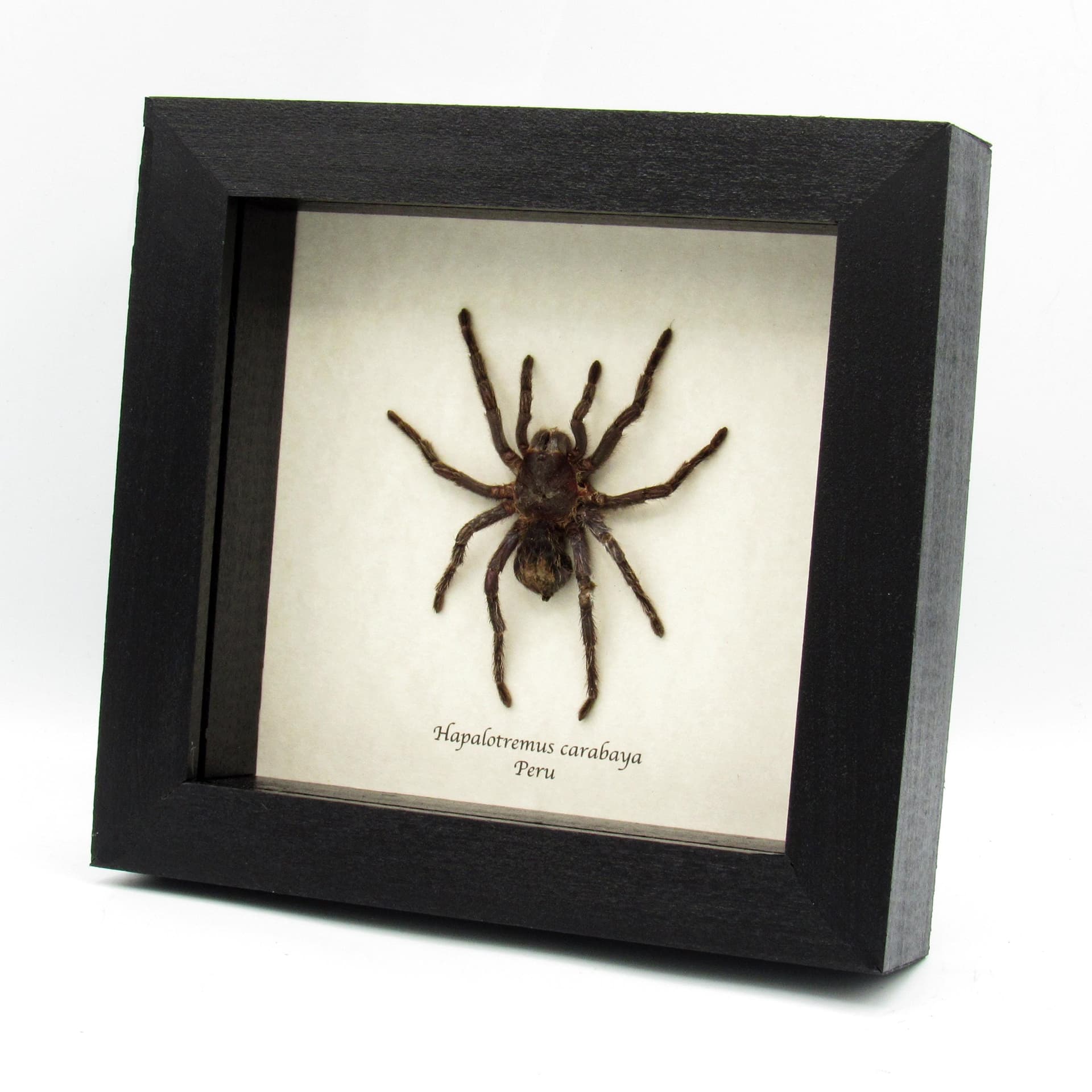 Real hairy Tarantula framed taxidermy - Hapalotremus carabaya