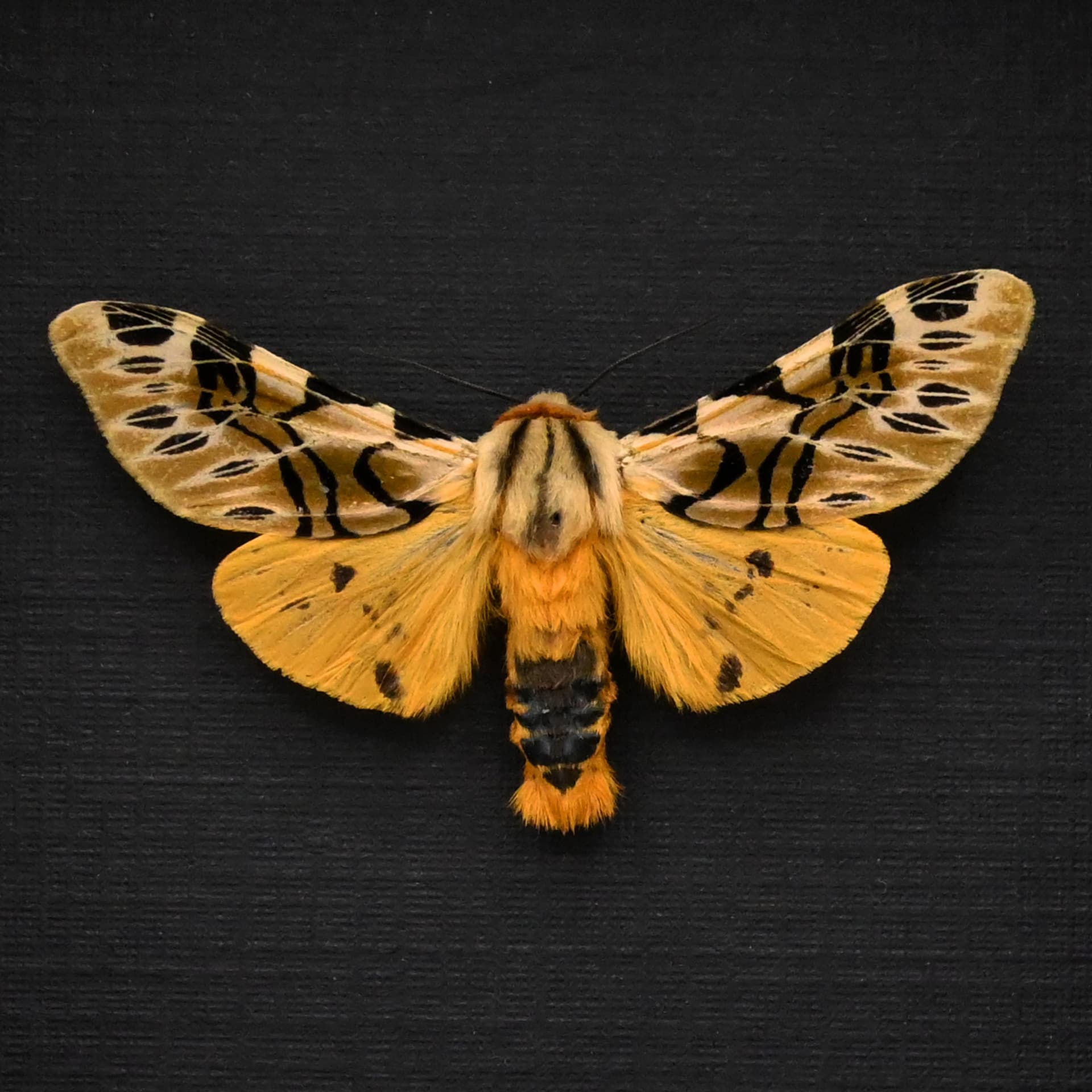 Real Erebid moth framed taxidermy - Hypercompe nemophila