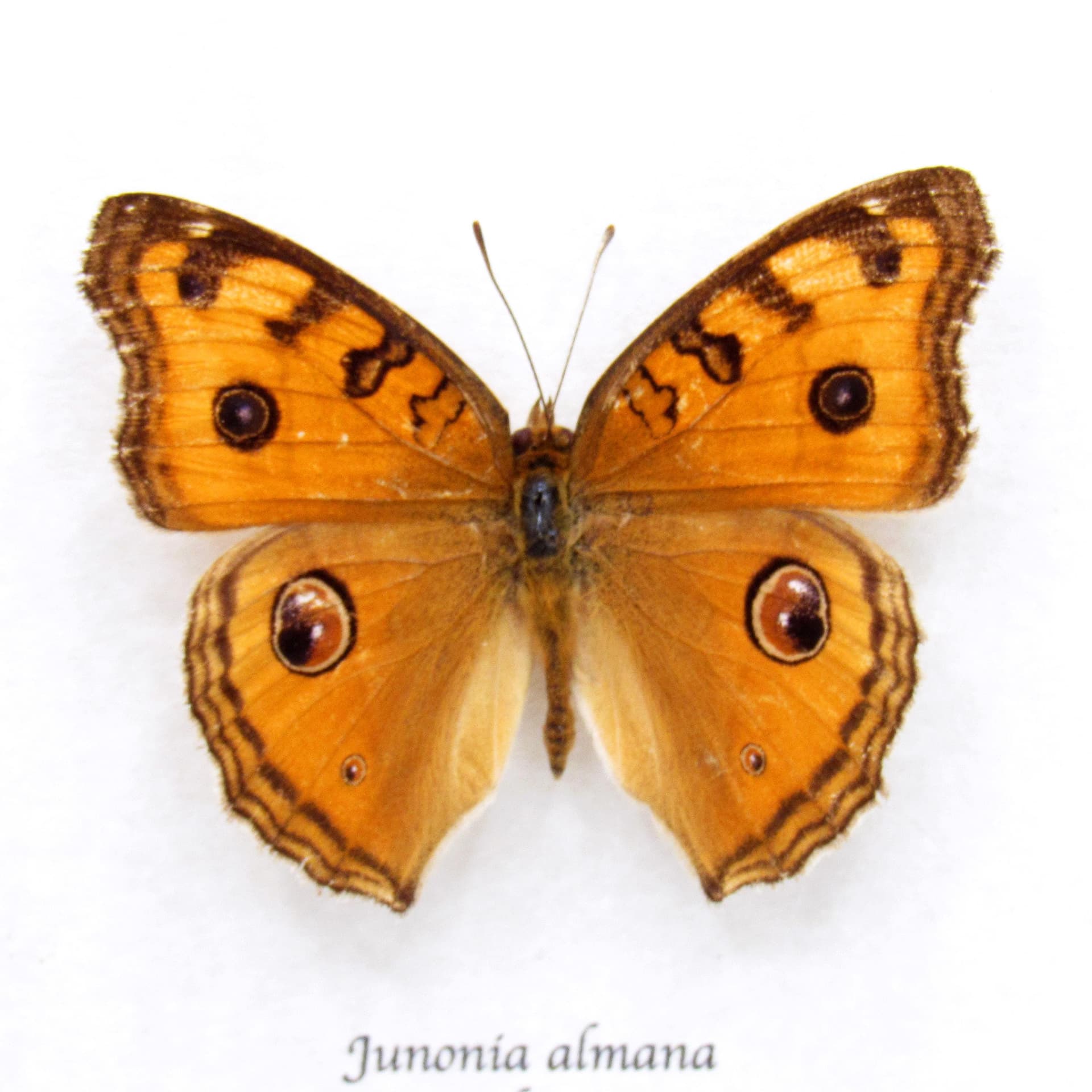 Real Peacock Pansy butterfly framed taxidermy - Junonia almana - Victorian mount