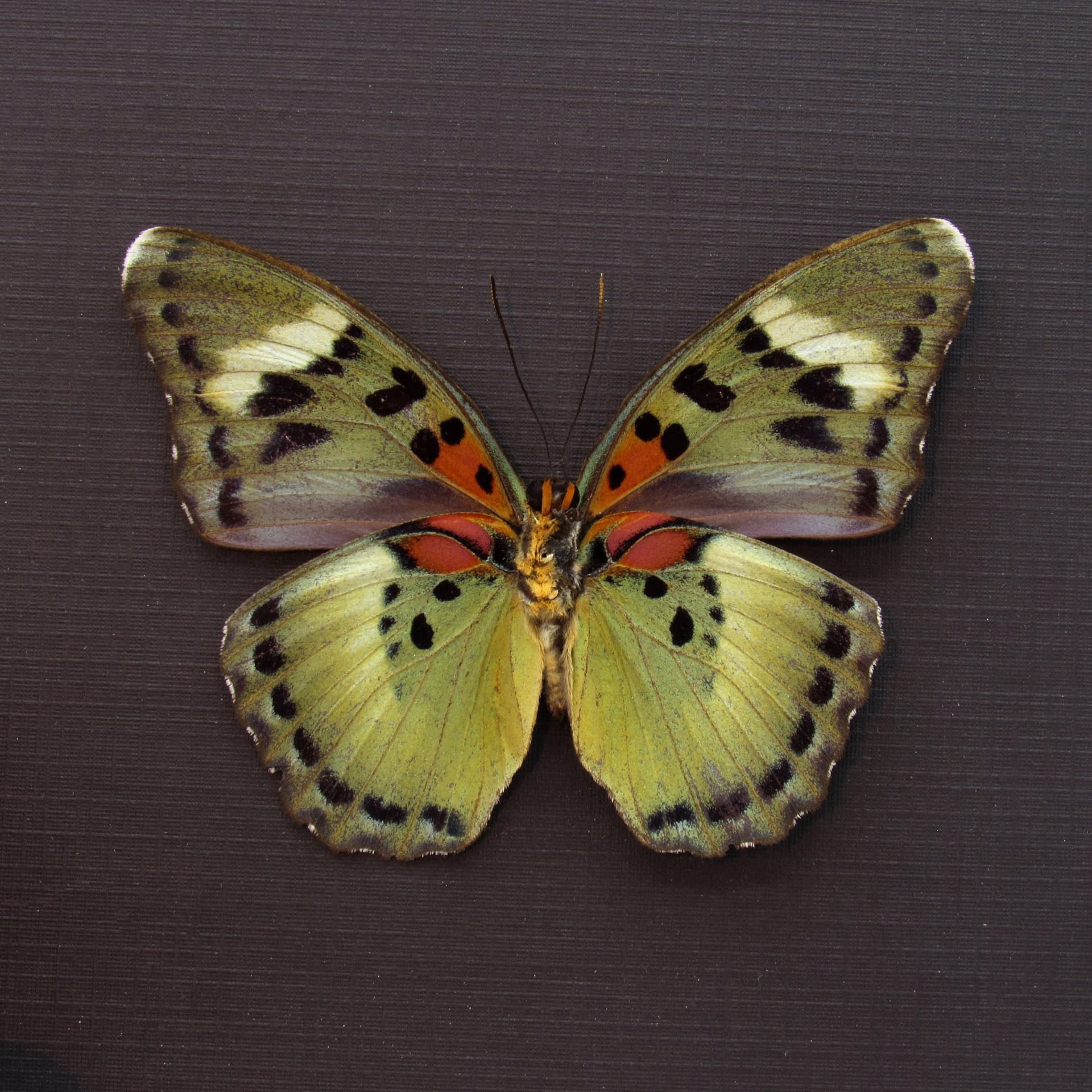 Rare green Forester butterfly framed - Euphaedra ueleana
