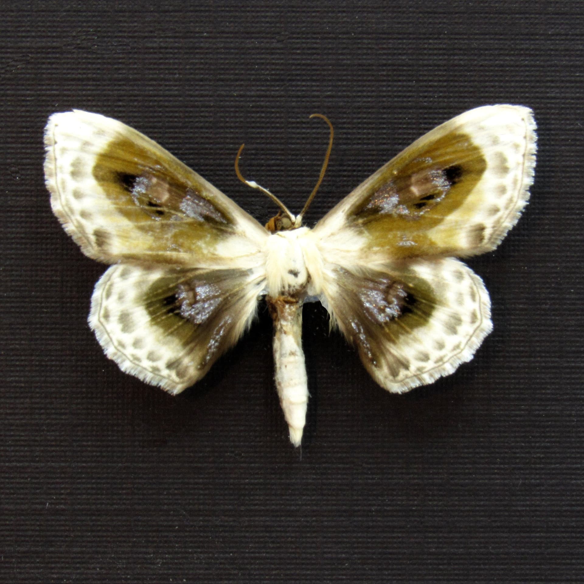 Real glittering silver Geometer moth framed taxidermy - Problepsis phoebearia