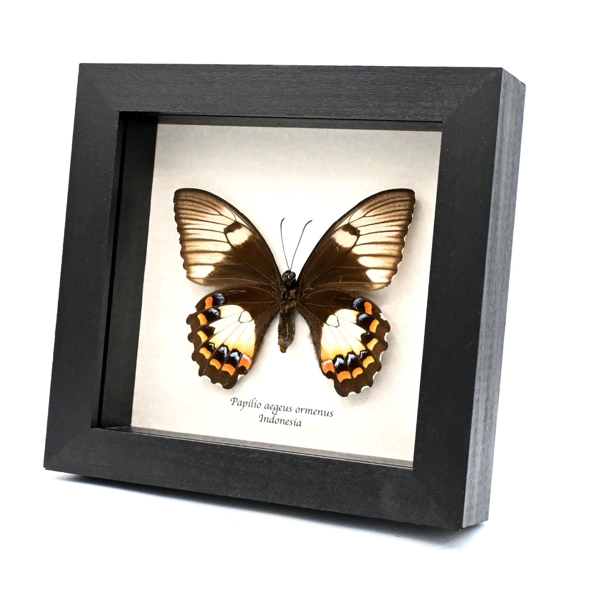 Real Orchard Swallowtail butterfly framed taxidermy - Papilio aegeus ormenus - female