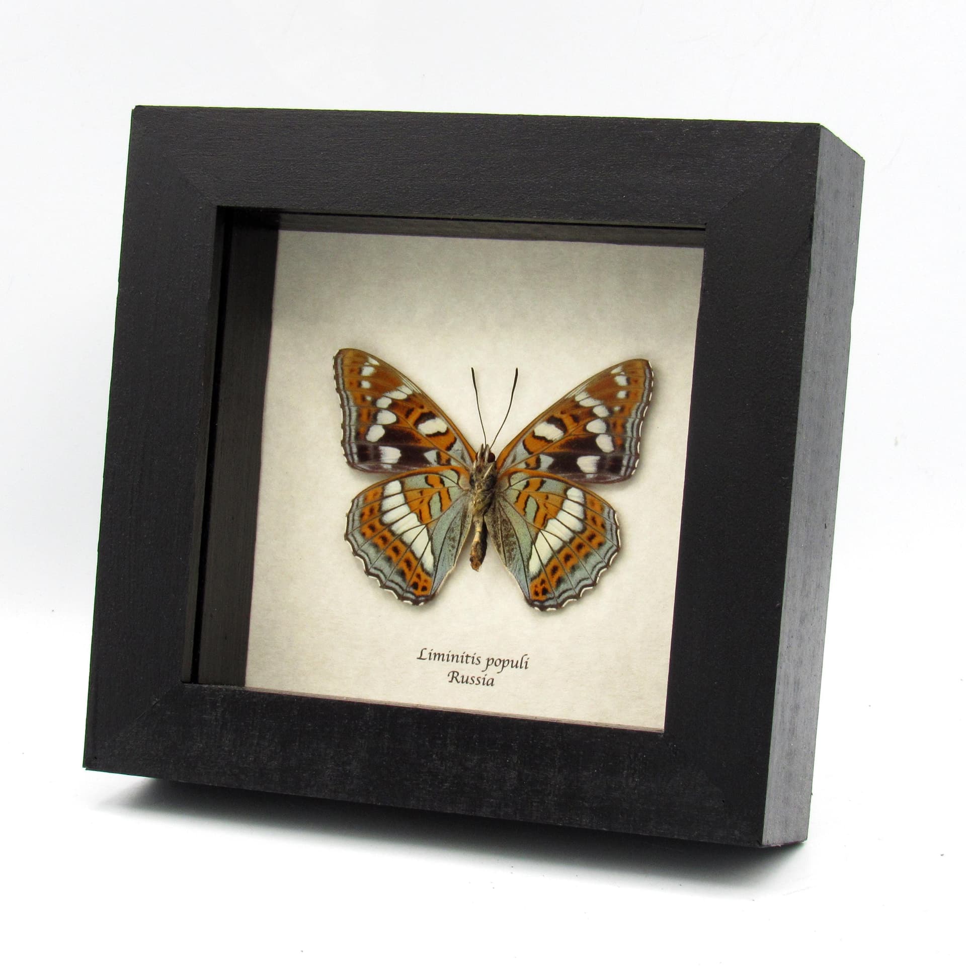 Real Poplar Admiral framed taxidermy butterfly - Liminitis populi
