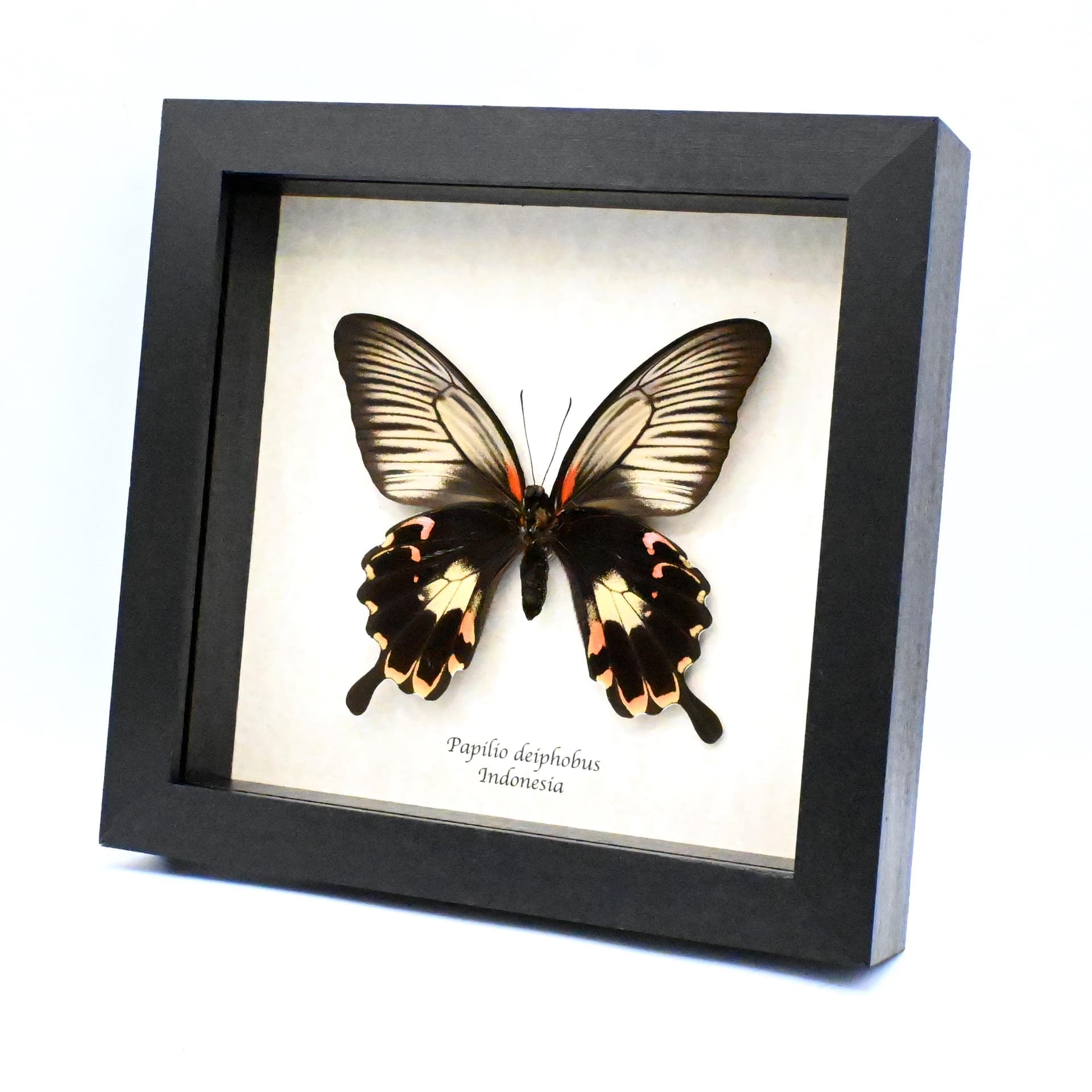 Rare Giant pink Swallowtail butterfly framed taxidermy - Papilio deiphobus - female