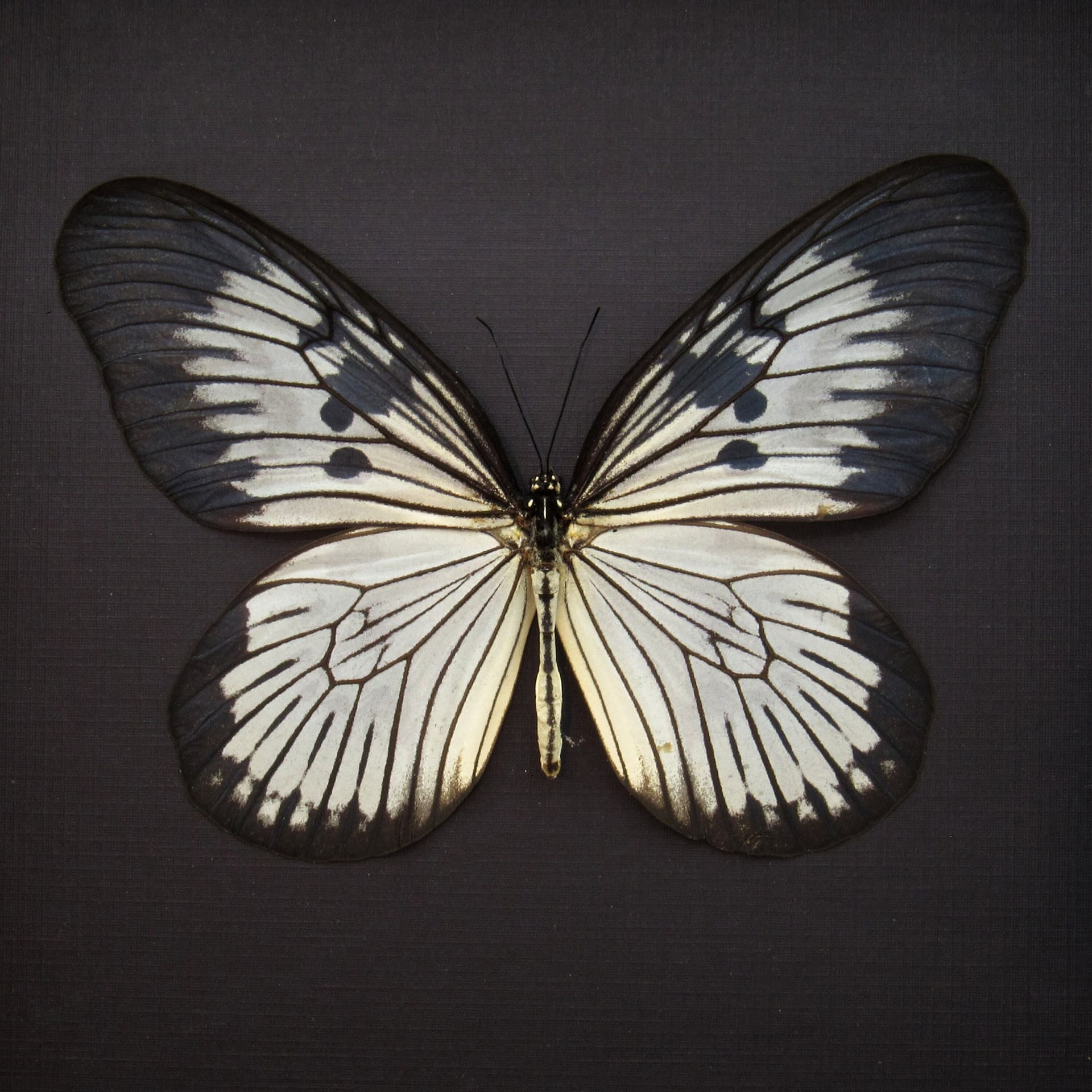 Real XL Rice Wing butterfly framed taxidermy - Idea blanchardi munaensis - rare female