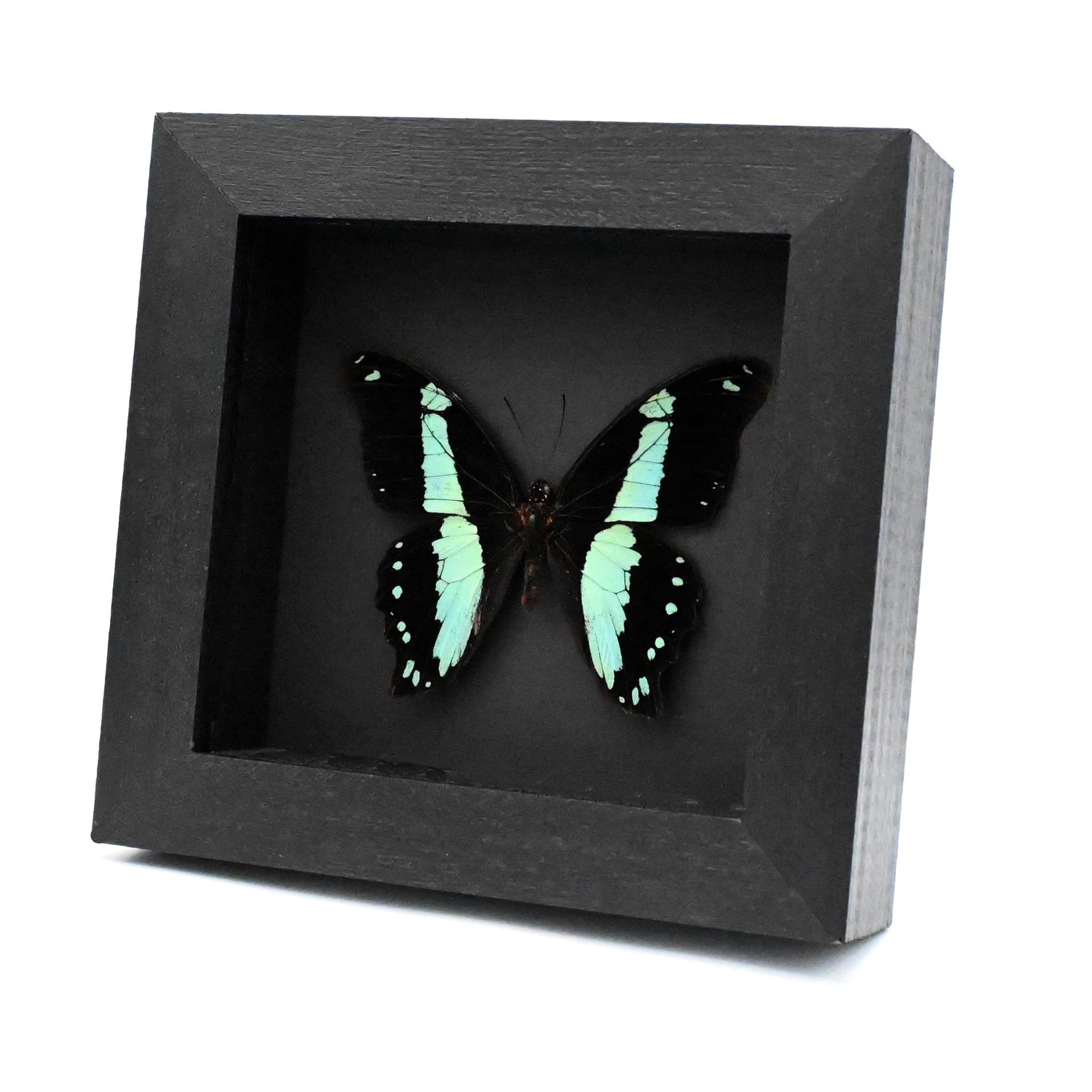 Real metallic butterfly framed taxidermy - Papilio bromius