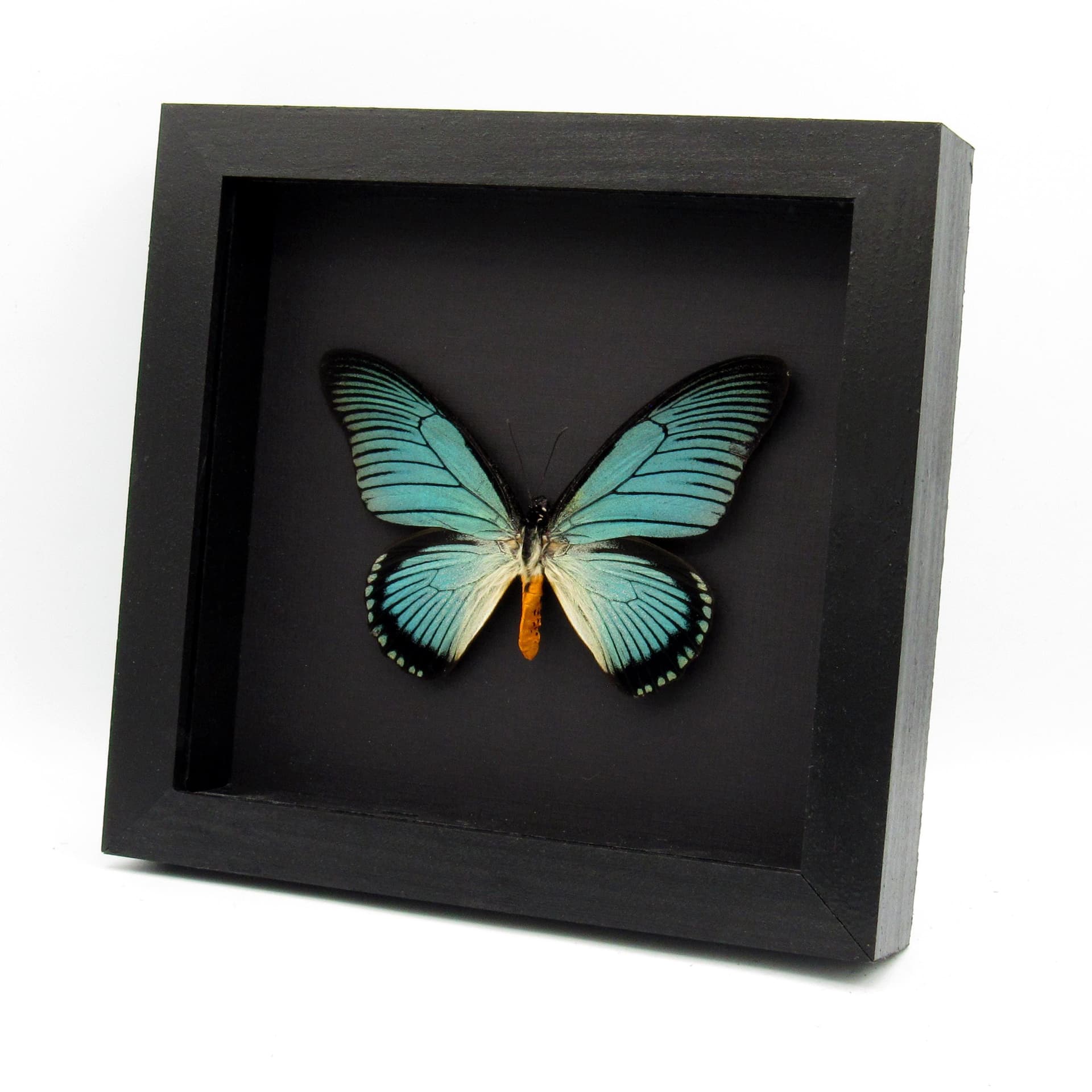 Real XL Giant Blue Swallowtail butterfly framed taxidermy - Papilio zalmoxis
