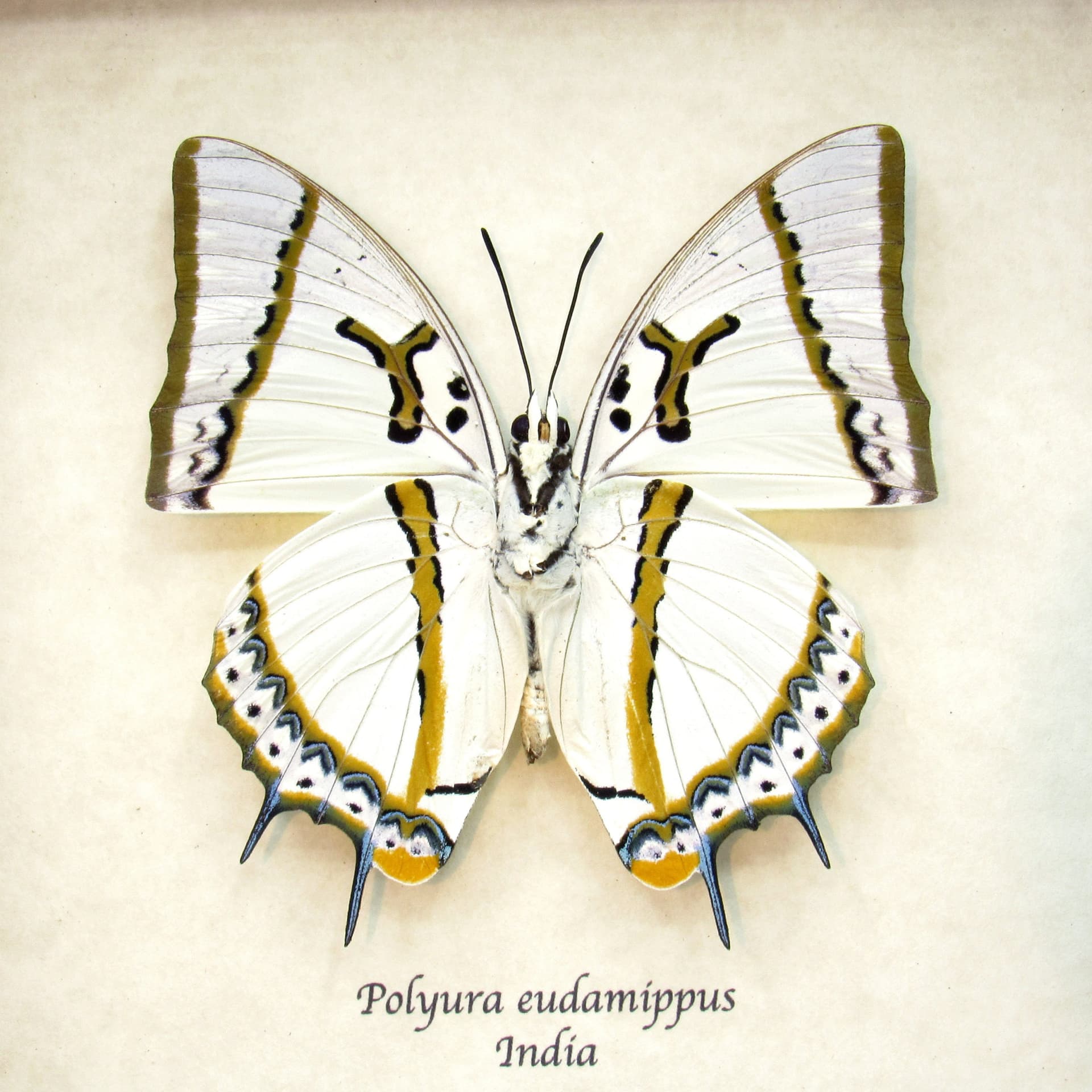 Real XL pearlescent Great Nawab butterfly framed taxidermy - Polyura eudamippus