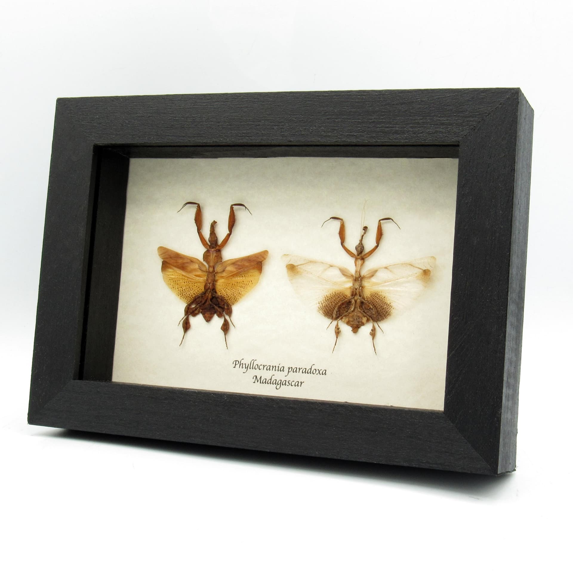 Rare Ghost Mantids framed taxidermy - Phyllocrania paradoxa - male and female pair