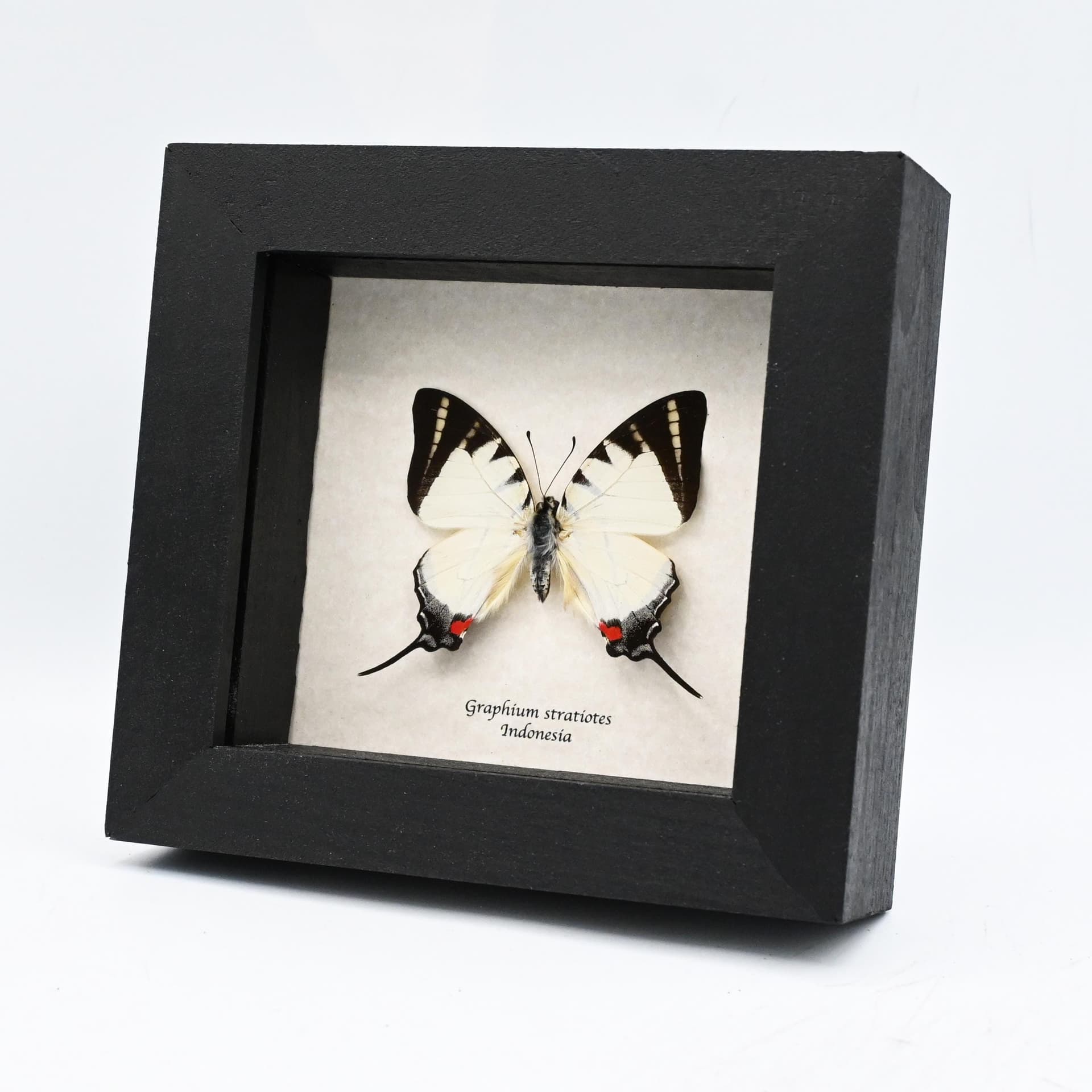 Rare Kinabalu Swordtail butterfly framed taxidermy - Graphium stratiotes