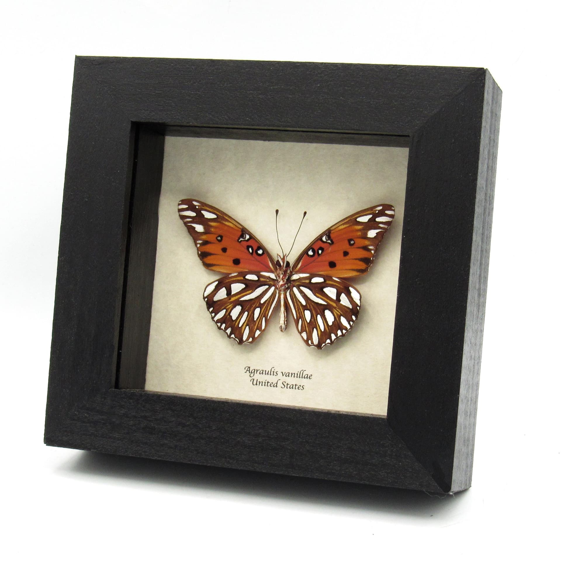 Real metallic silver Gulf Fritillary butterfly framed taxidermy - Agraulis vanillae