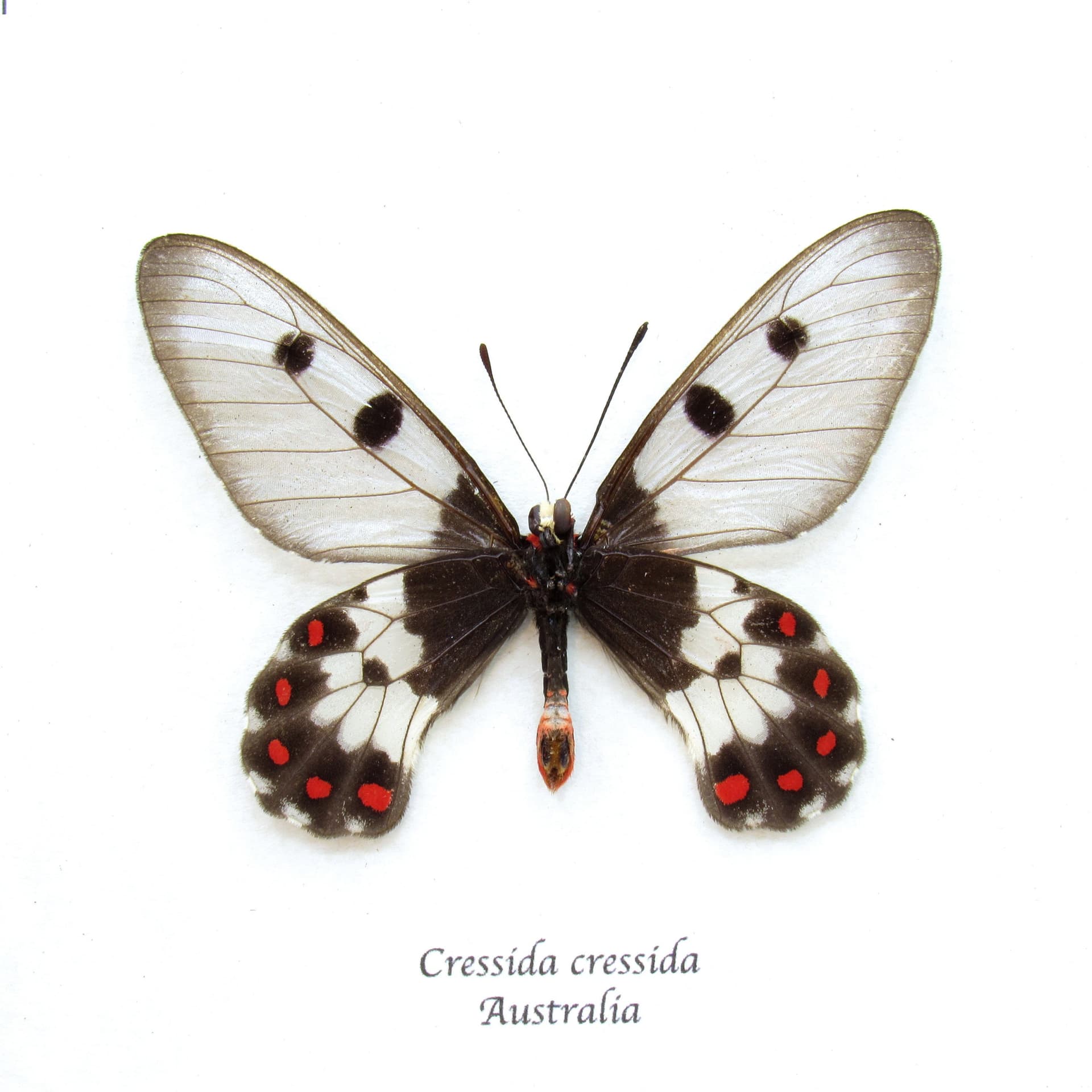 Real Australian Clearwing Swallowtail butterfly framed taxidermy - Cressida cressida