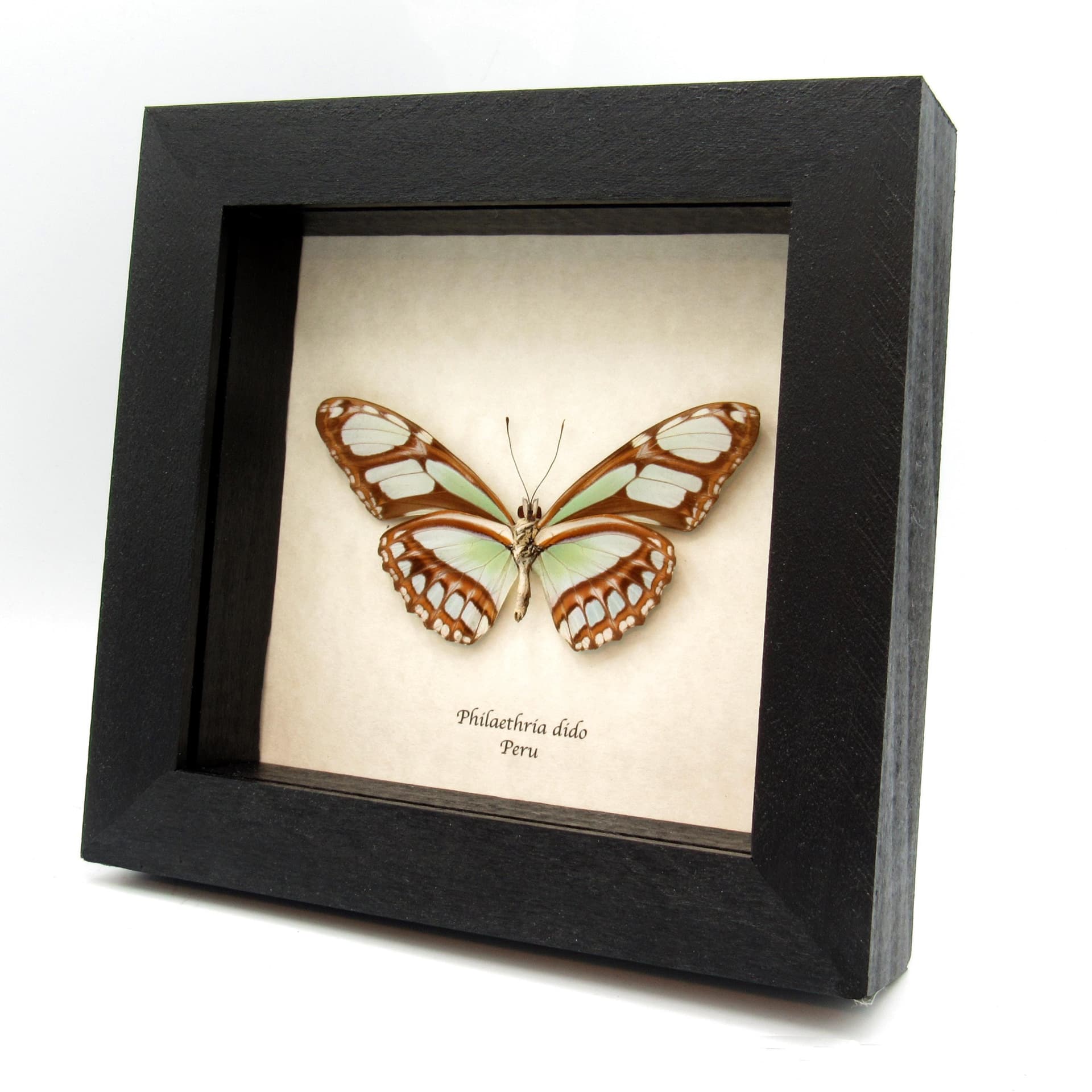 Real large female Silver Longwing butterfly framed taxidermy - Philaethria dido