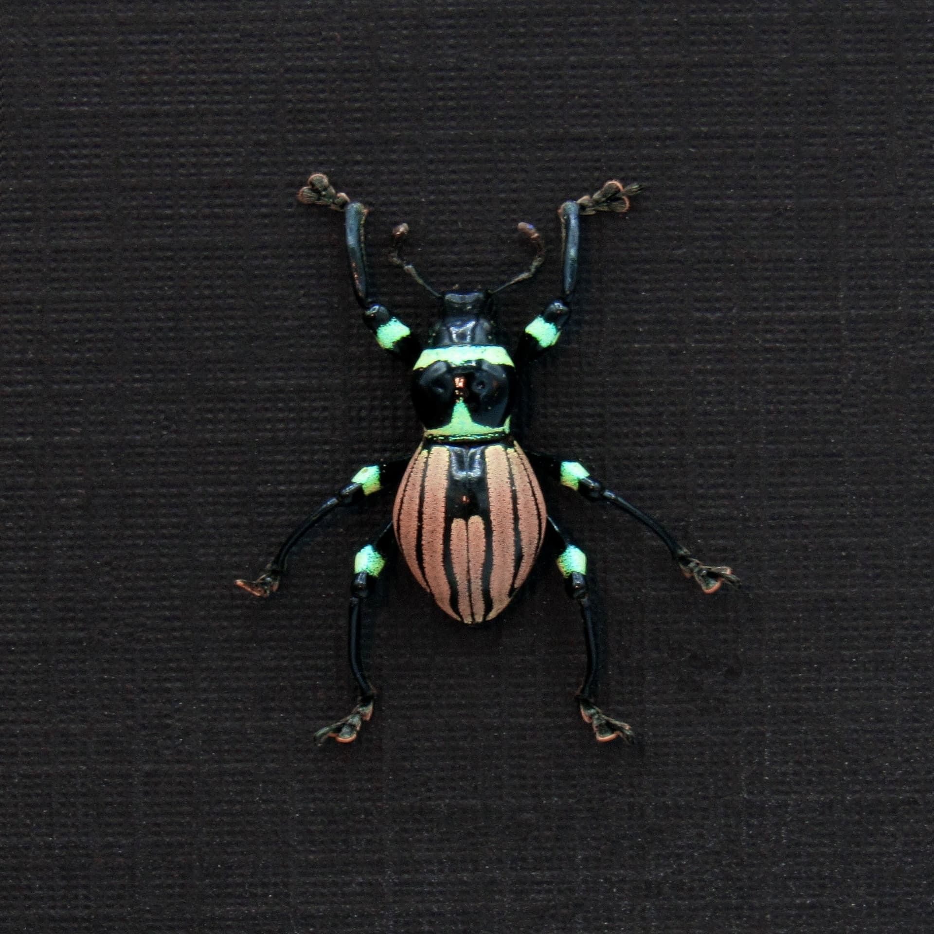 WEEVIL MANIA! Rare pink weevil beetle framed taxidermy - Pachyrhynchus loheri