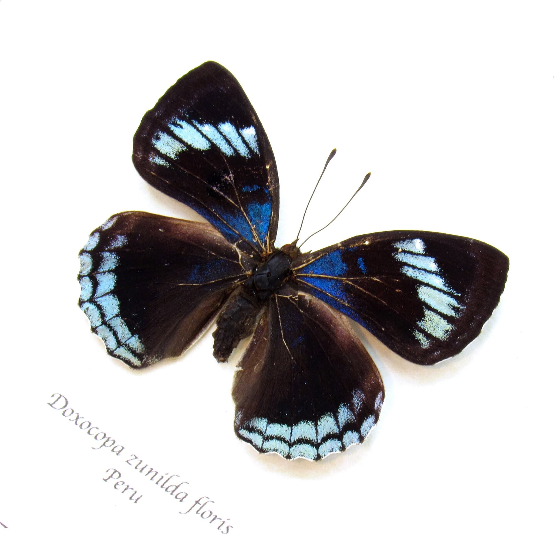 Real blue metallic Dingy Emperor butterfly framed taxidermy - Doxocopa zunilda floris - female
