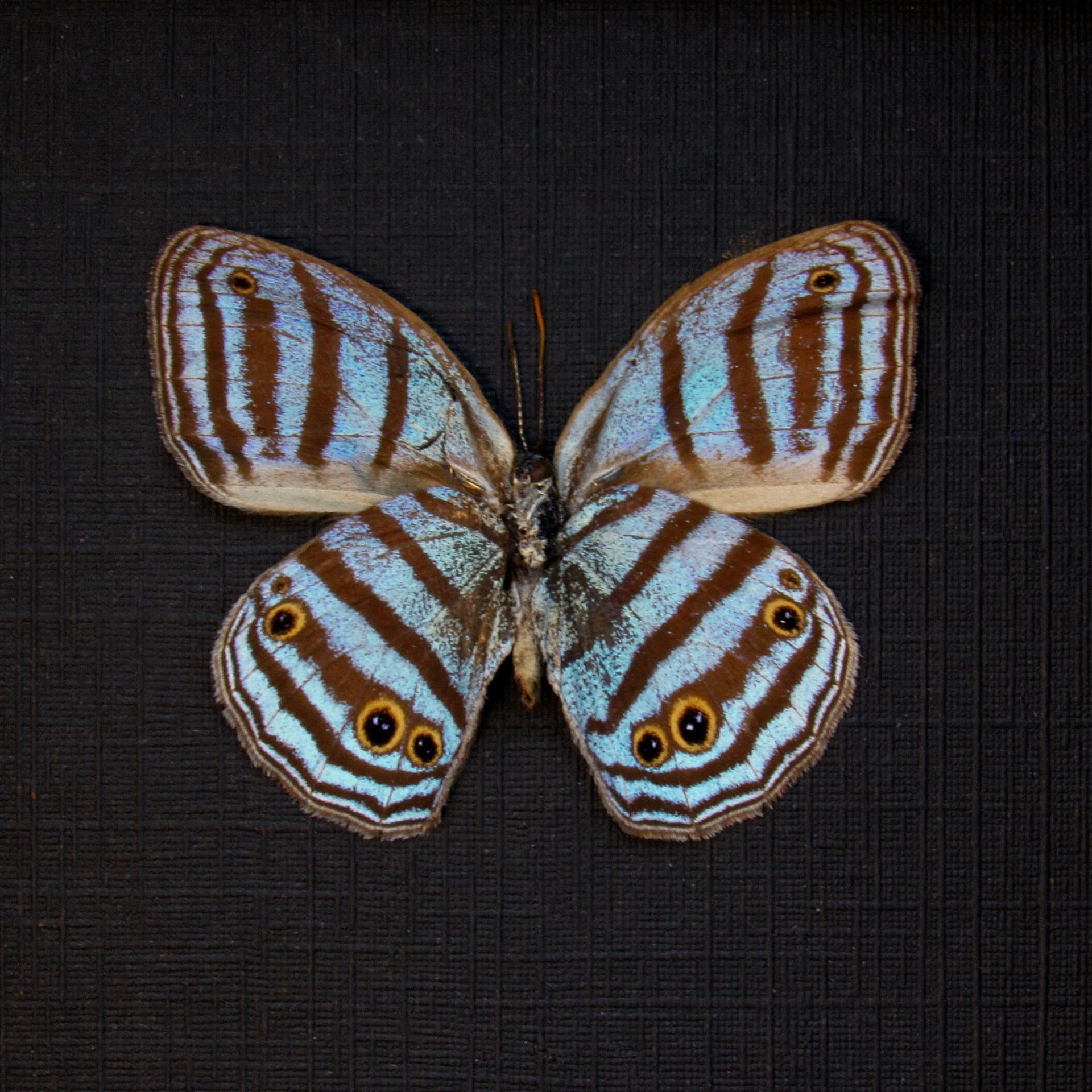 Rare tiny blue Satyrid butterfly framed taxidermy - Caeruleuptychia caerulea