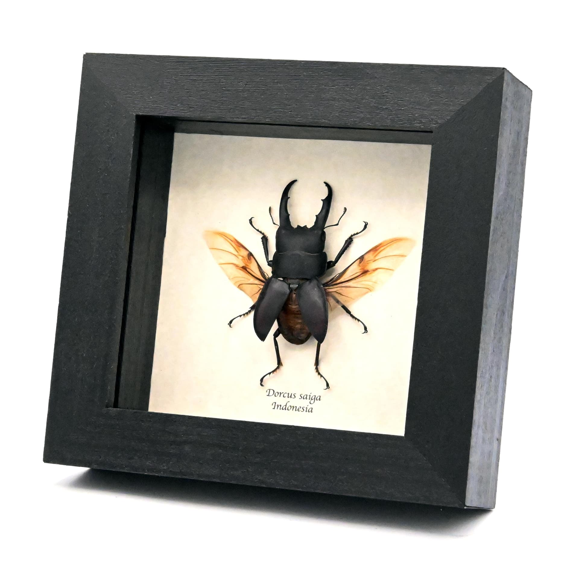 Real Stag beetle framed taxidermy - Dorcus saiga