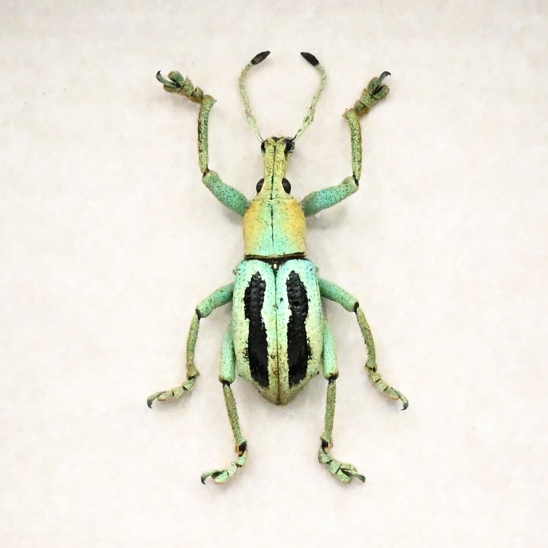 Rare Weevil beetle framed taxidermy - Eupholus marilaurea