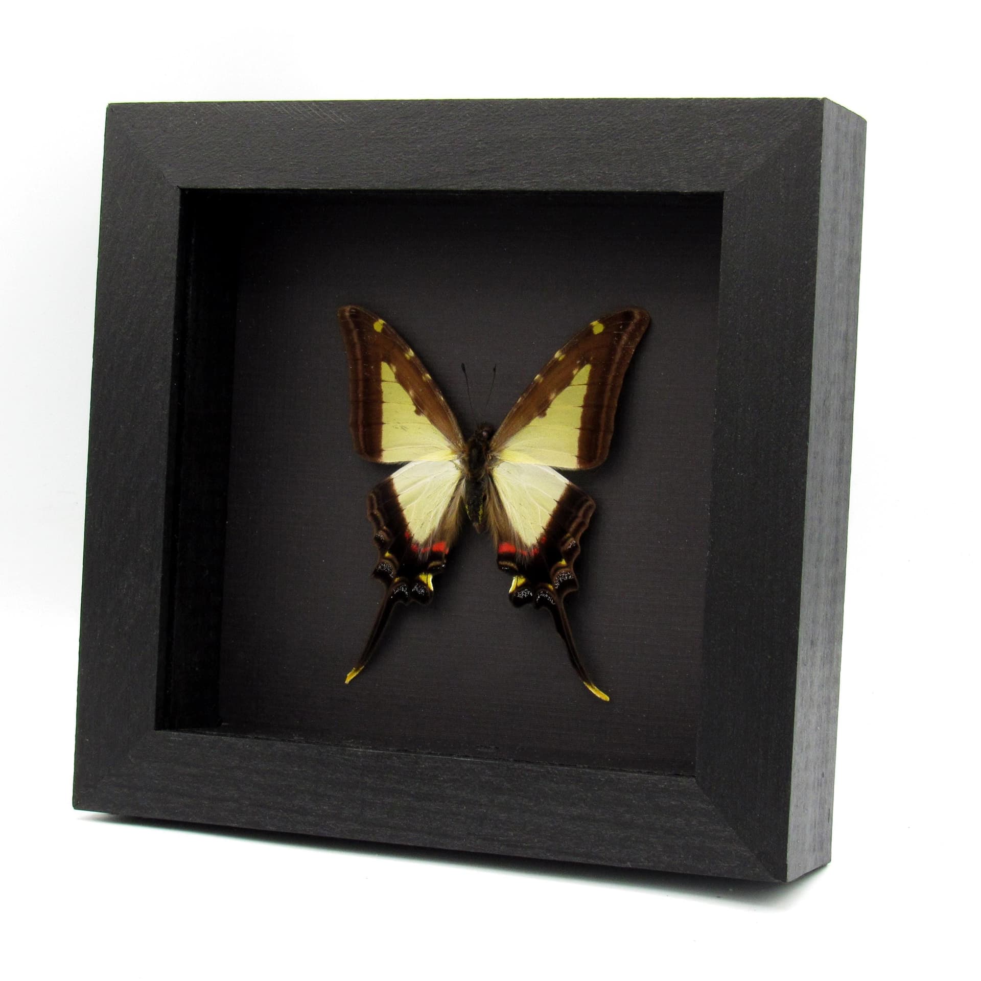 Large pale green Swallowtail butterfly framed - Protographium leucaspis