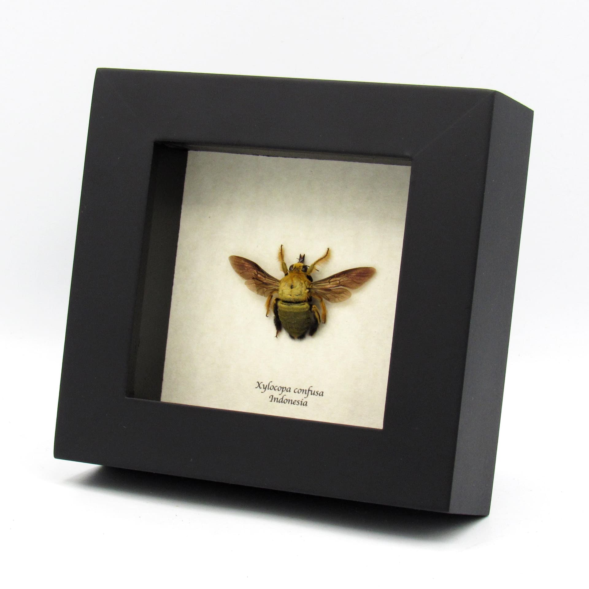 Real Carpenter Bee framed taxidermy - Xylocopa confusa - female