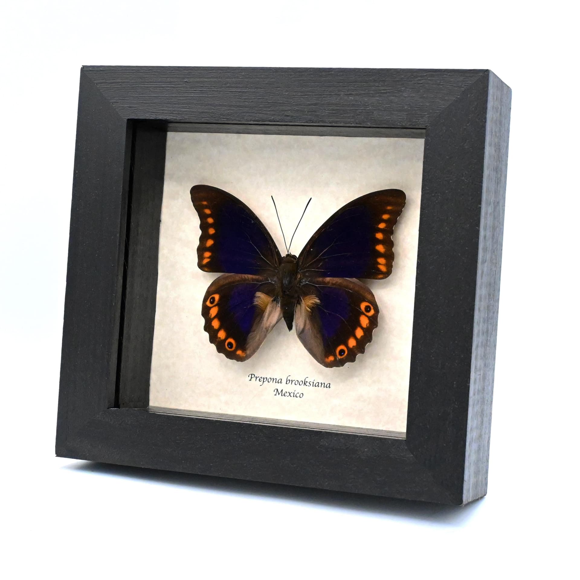 Rare purple Brush-footed butterfly framed taxidermy - Prepona brooksiana - large