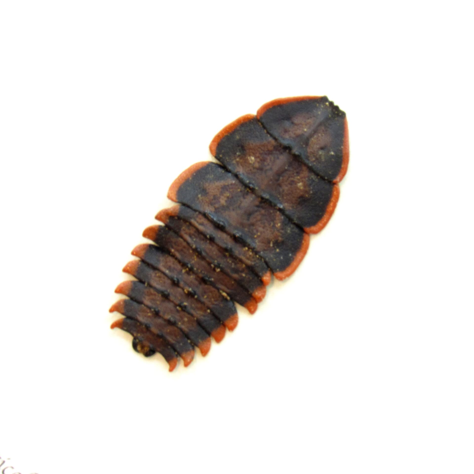 Real Trilobite beetle framed taxidermy - Duliticola species