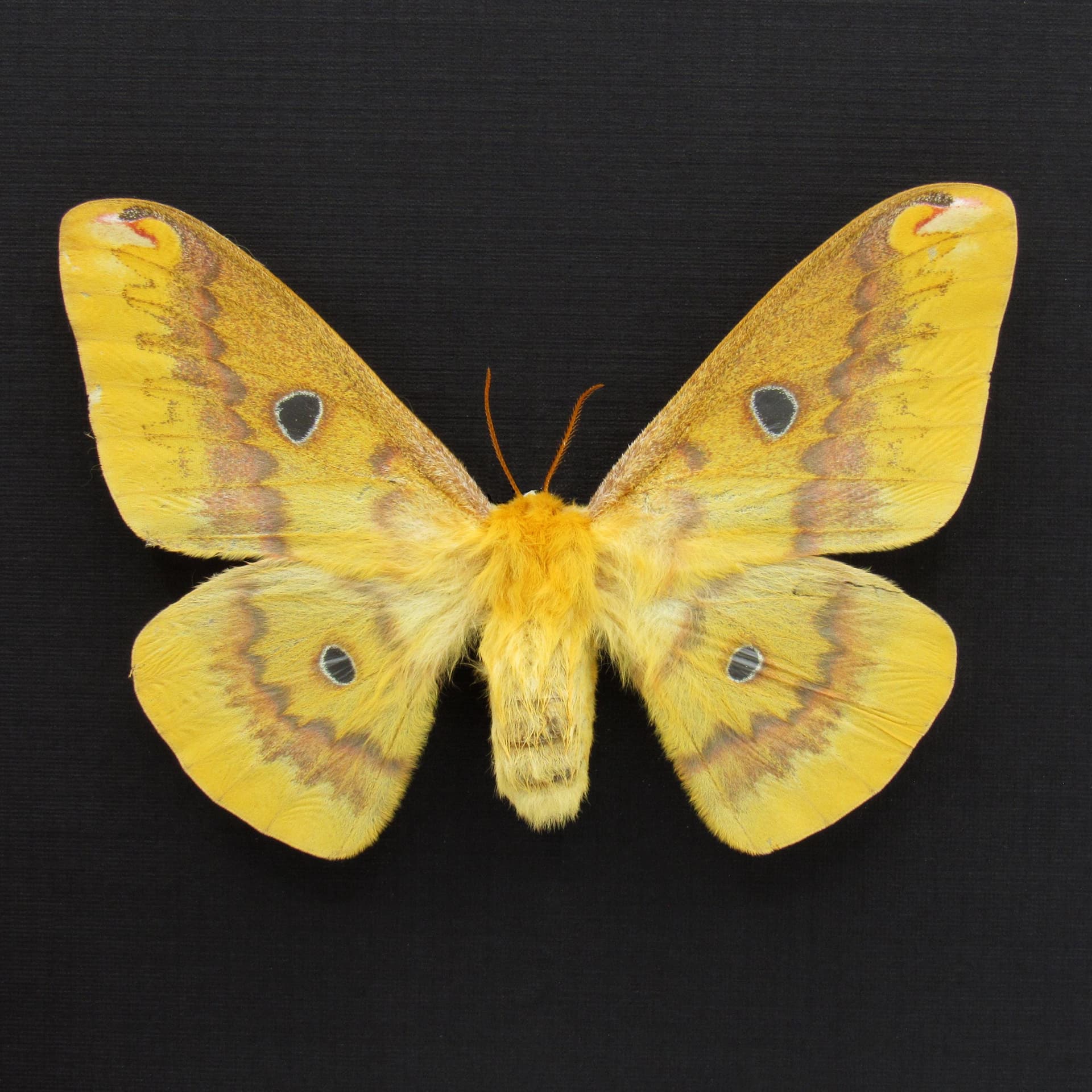 Rare Squeaking Silkmoth framed taxidermy - Rhodinia fugax - female