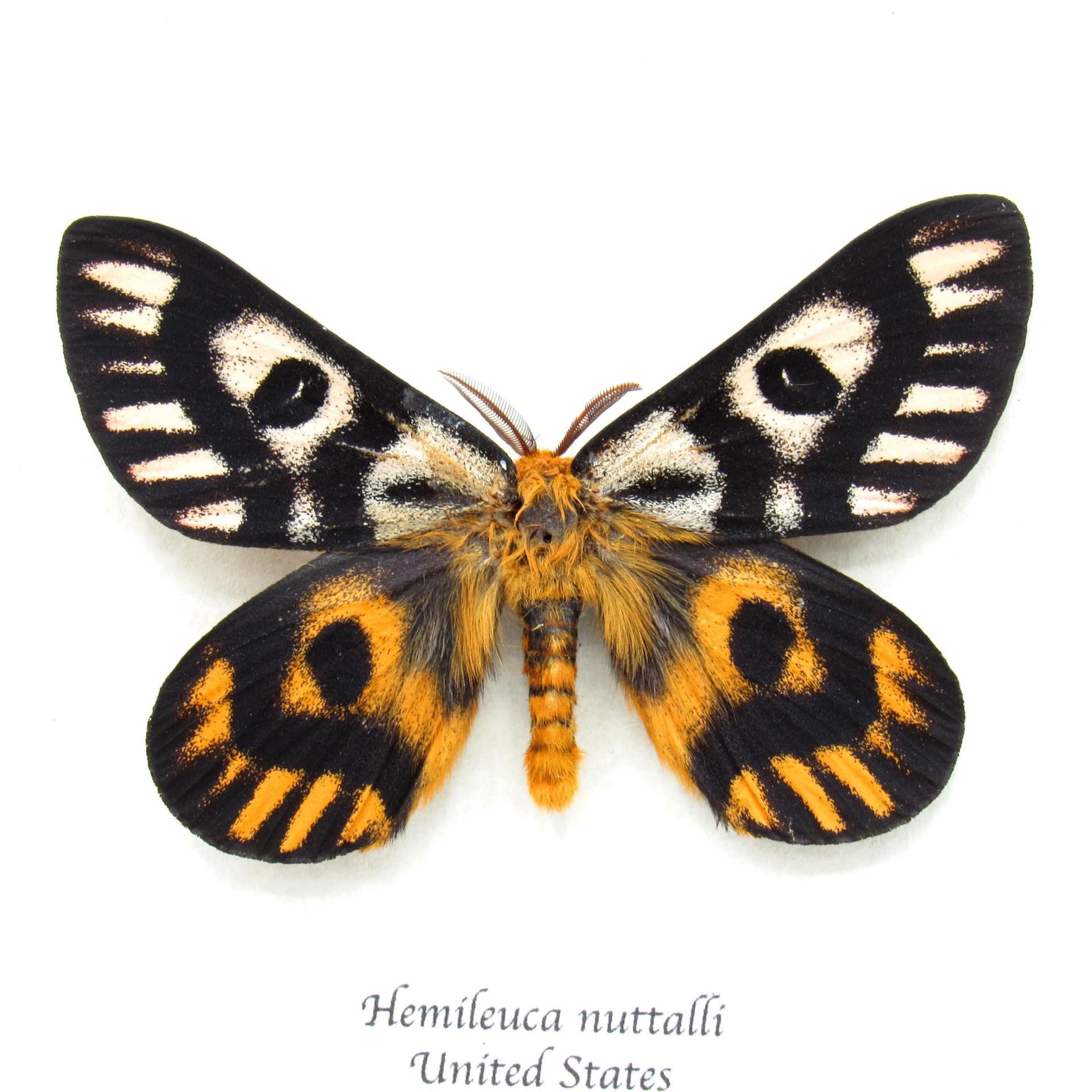 Real rare Sheep moth framed taxidermy - Hemileuca nuttalli - dark form - large