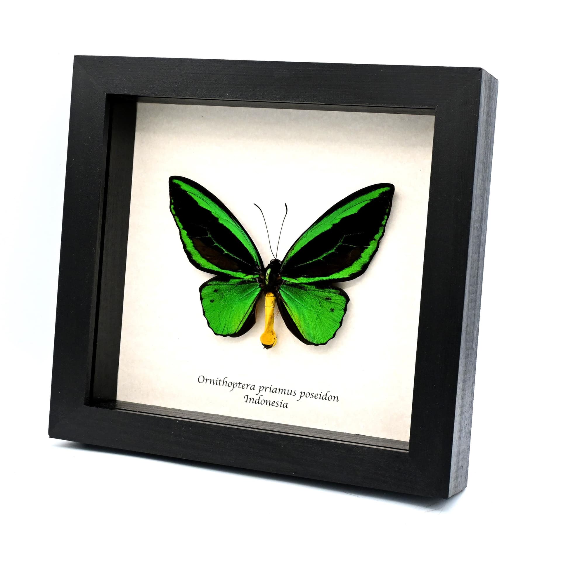Real XL green Birdwing butterfly framed taxidermy - Ornithoptera priamus poseidon