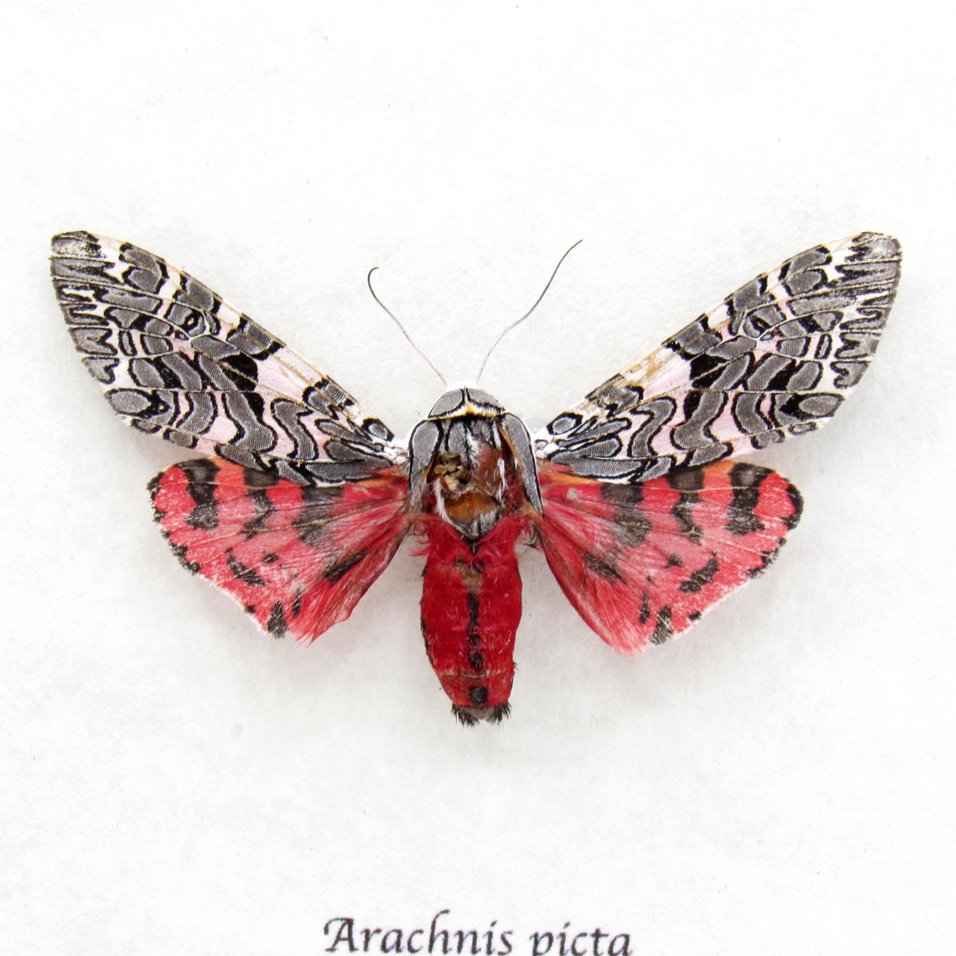 Real framed taxidermy Tiger Moth - Arachnis picta - large female