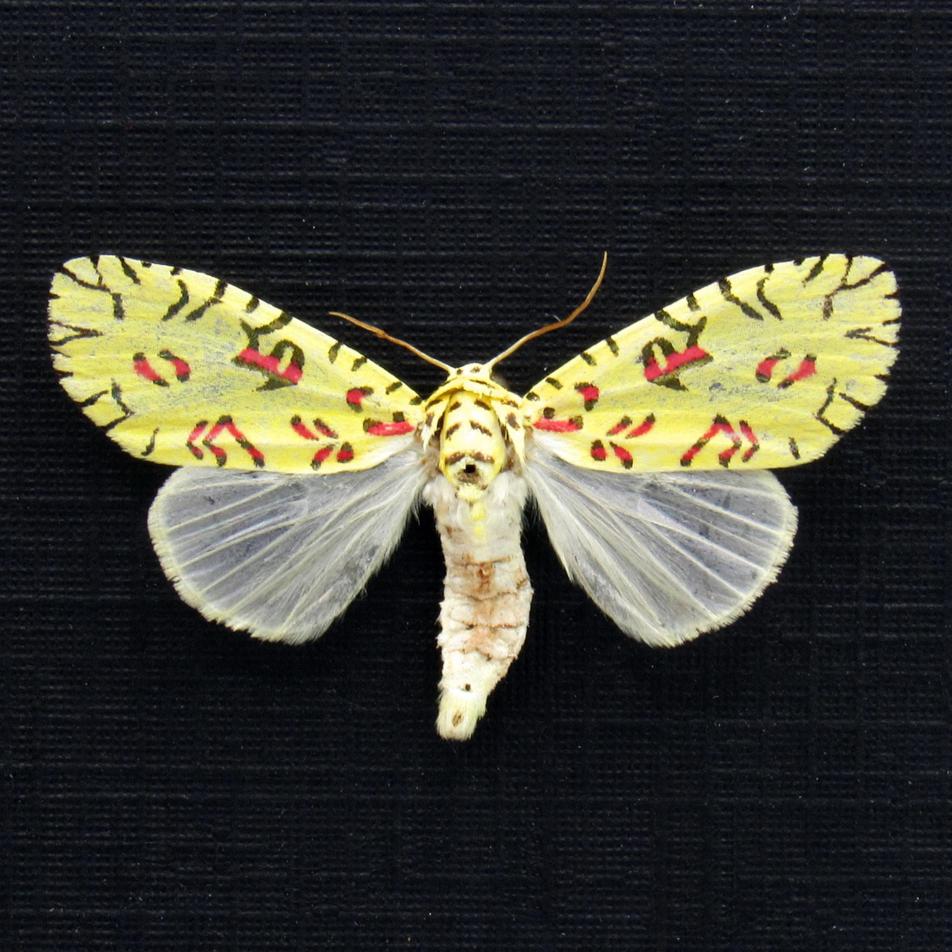Rare tiny Pikachu moth framed taxidermy - Mazuca strigicincta
