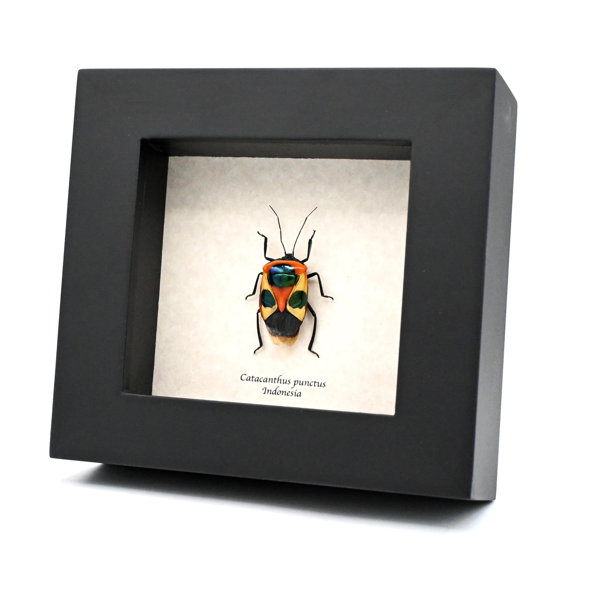 Real bug that looks like a Halloween mask framed taxidermy - Catacanthus punctus