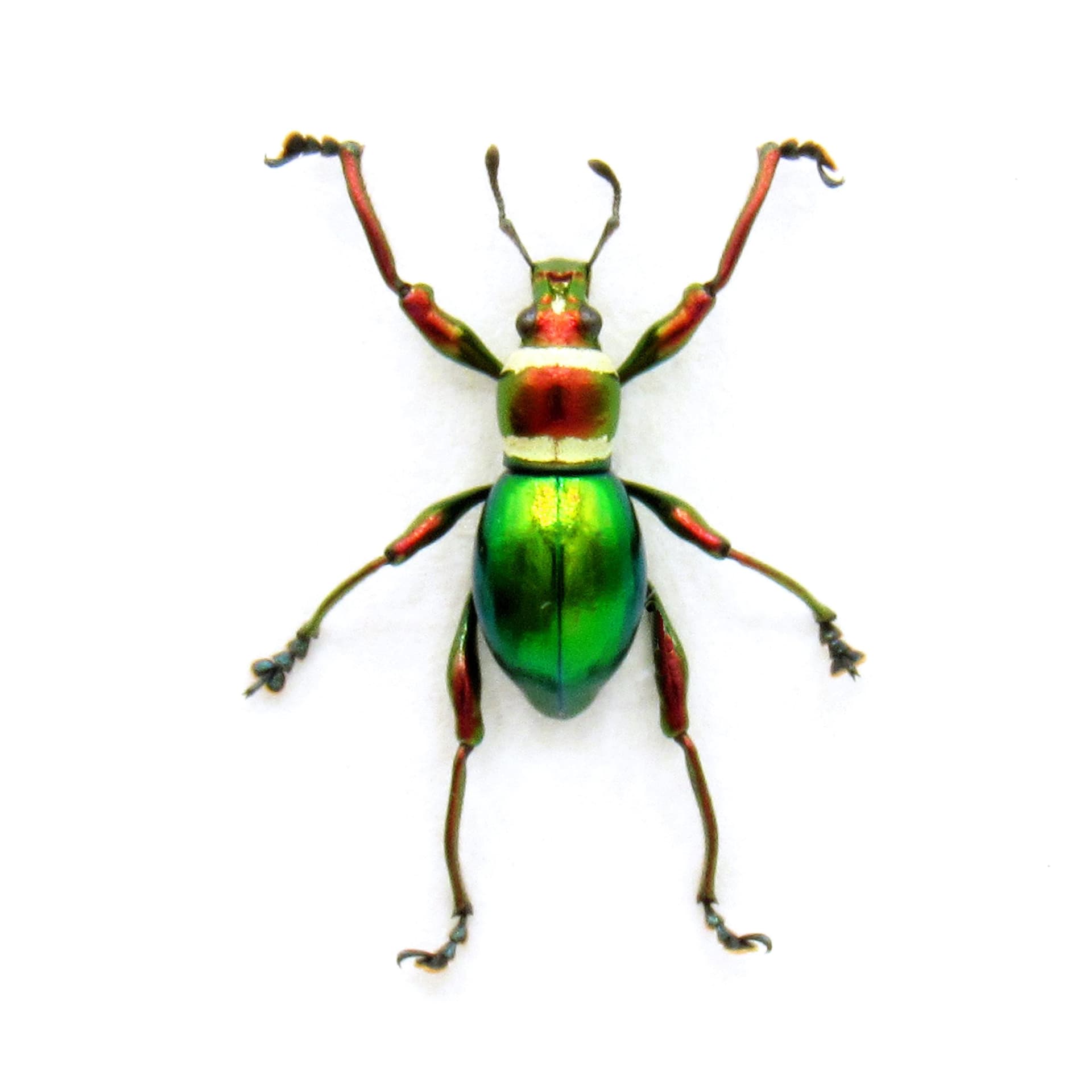 WEEVIL MANIA! Real metallic red and green Christmas weevil framed taxidermy - Pachyrhynchus subamabilis